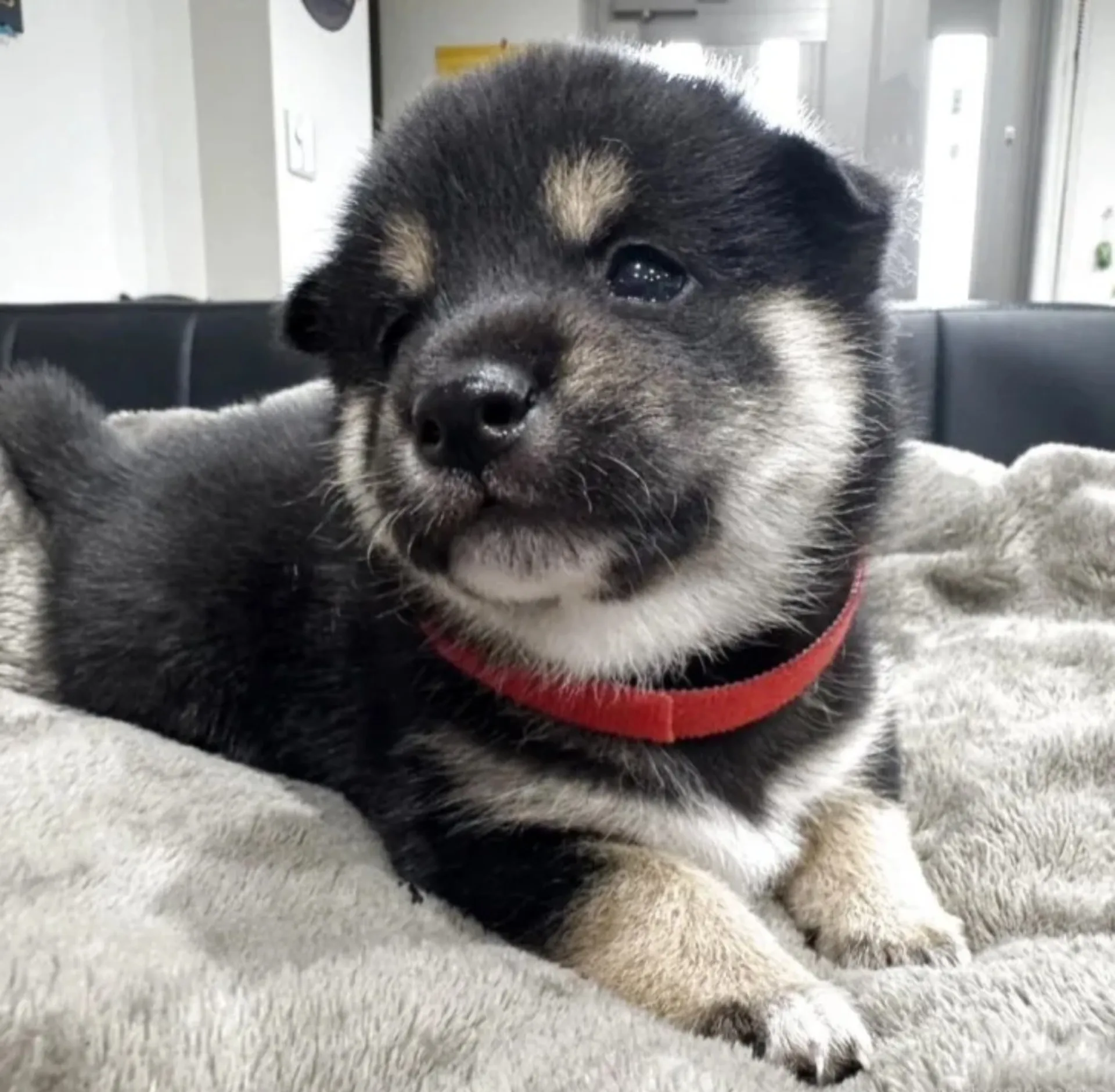柴犬