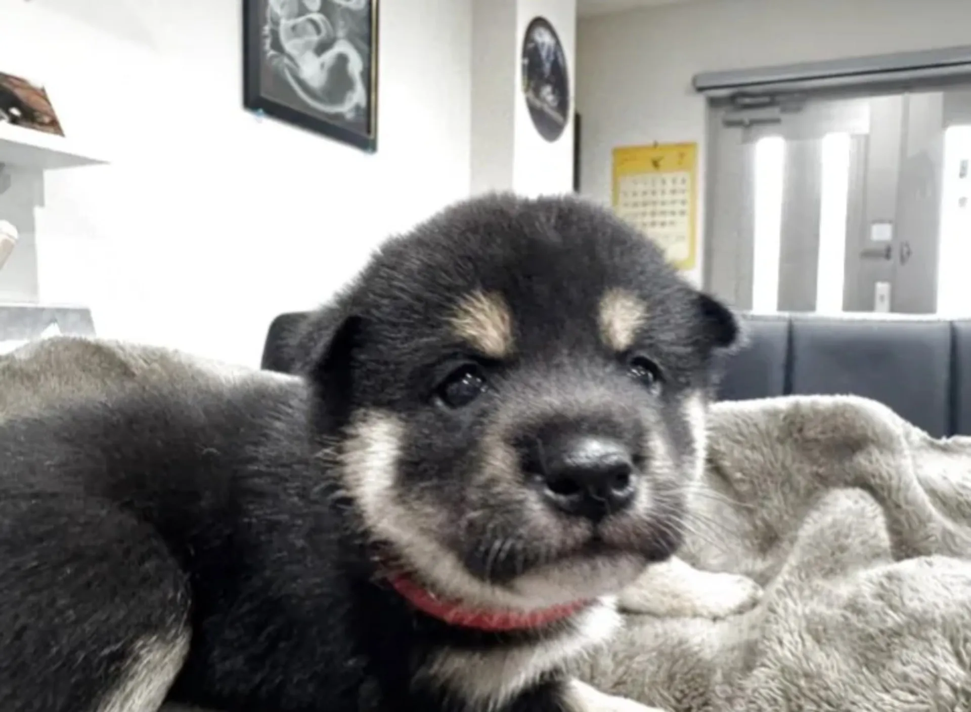 柴犬
