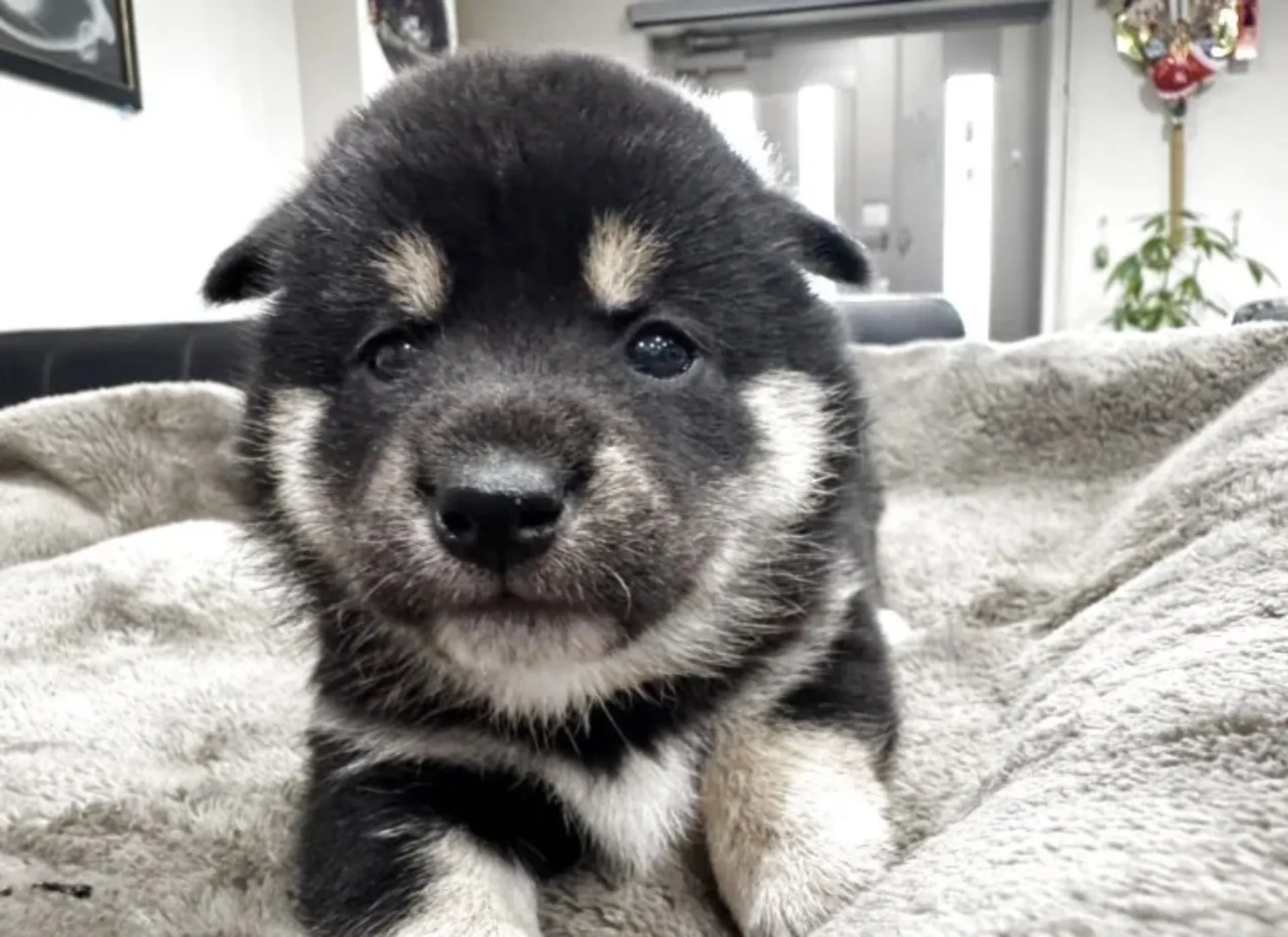 柴犬