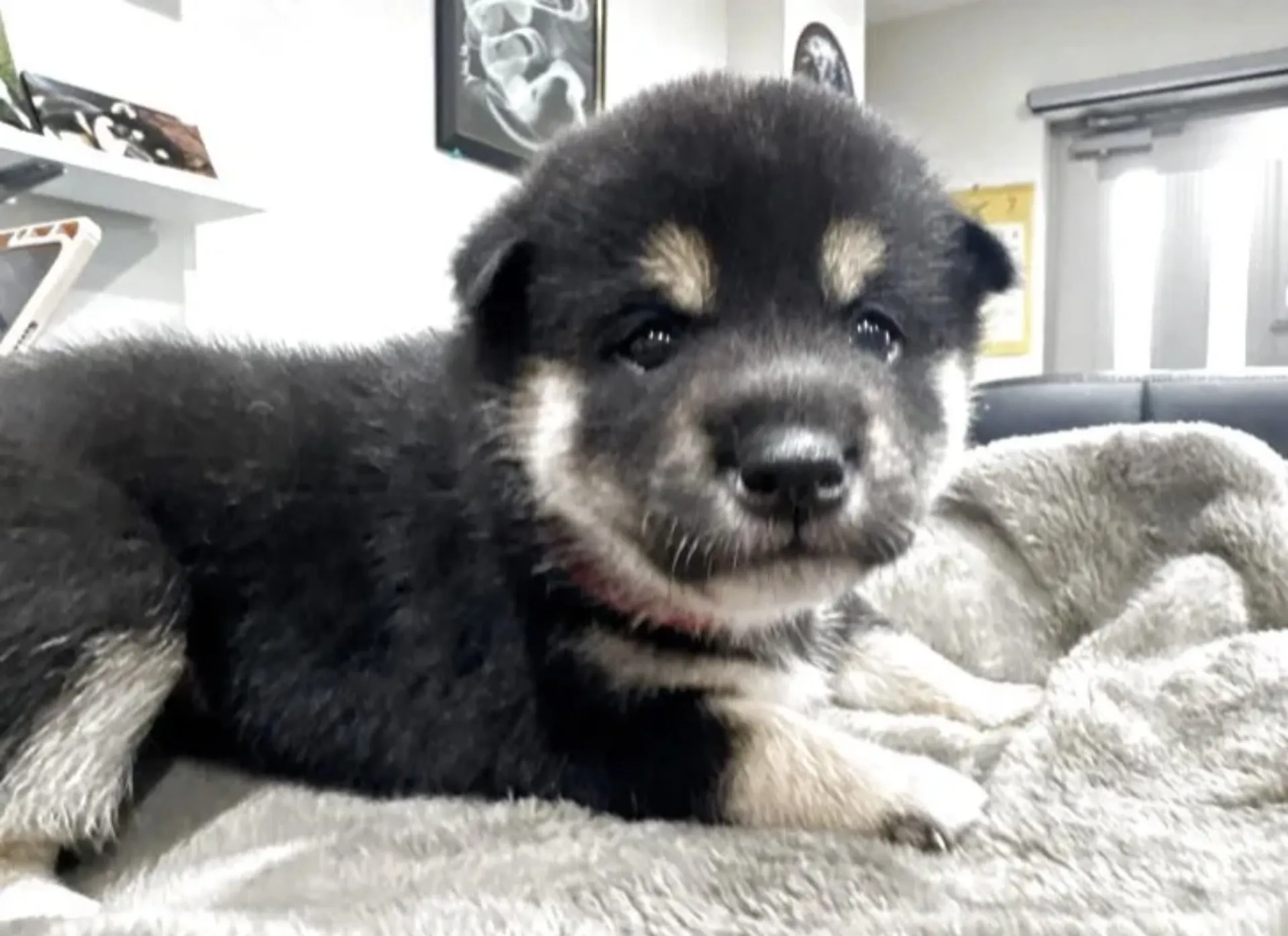 柴犬