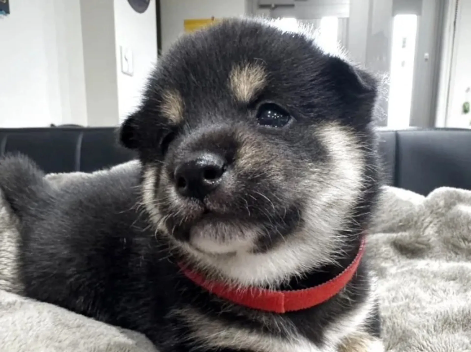 柴犬