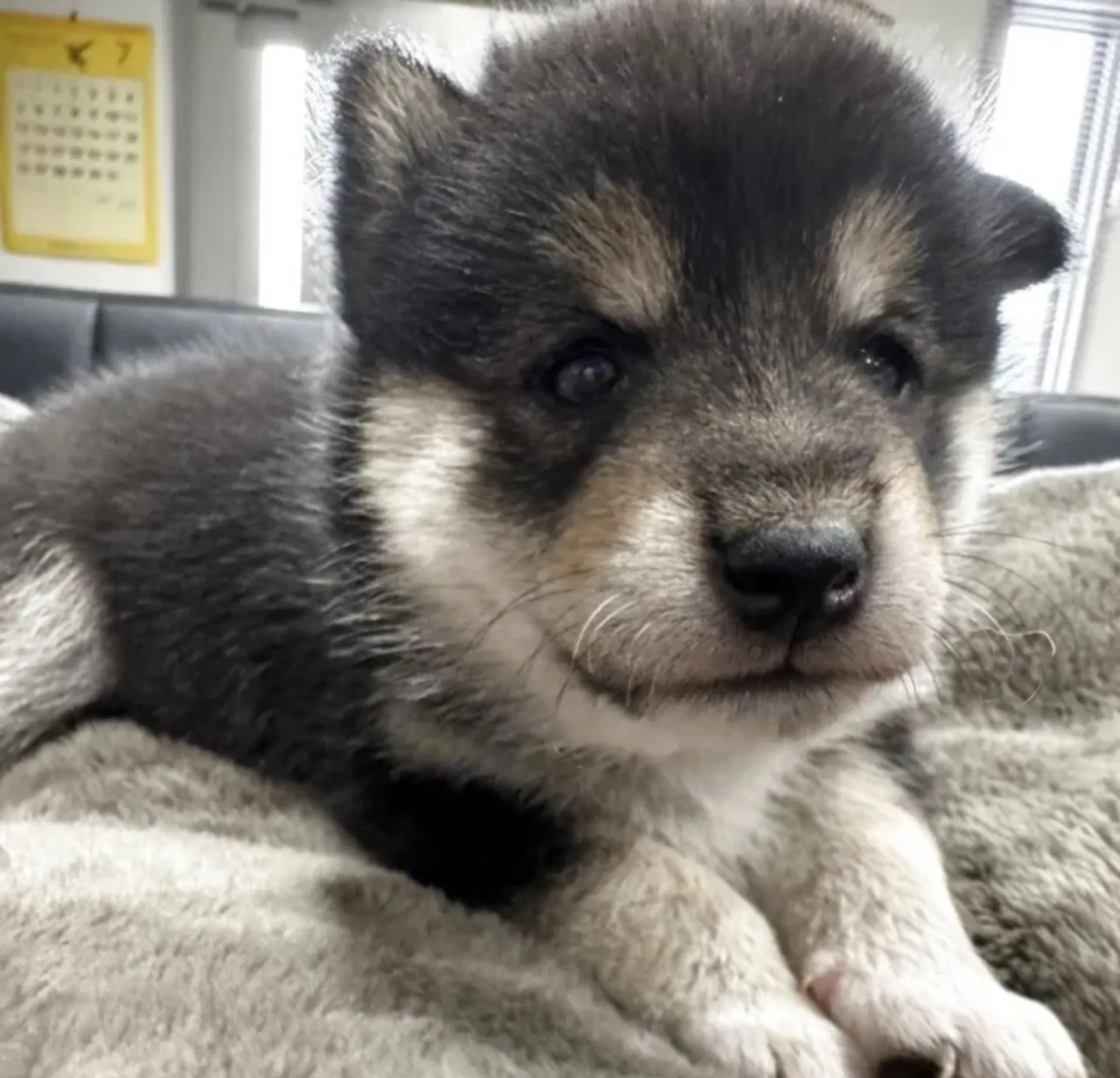 柴犬