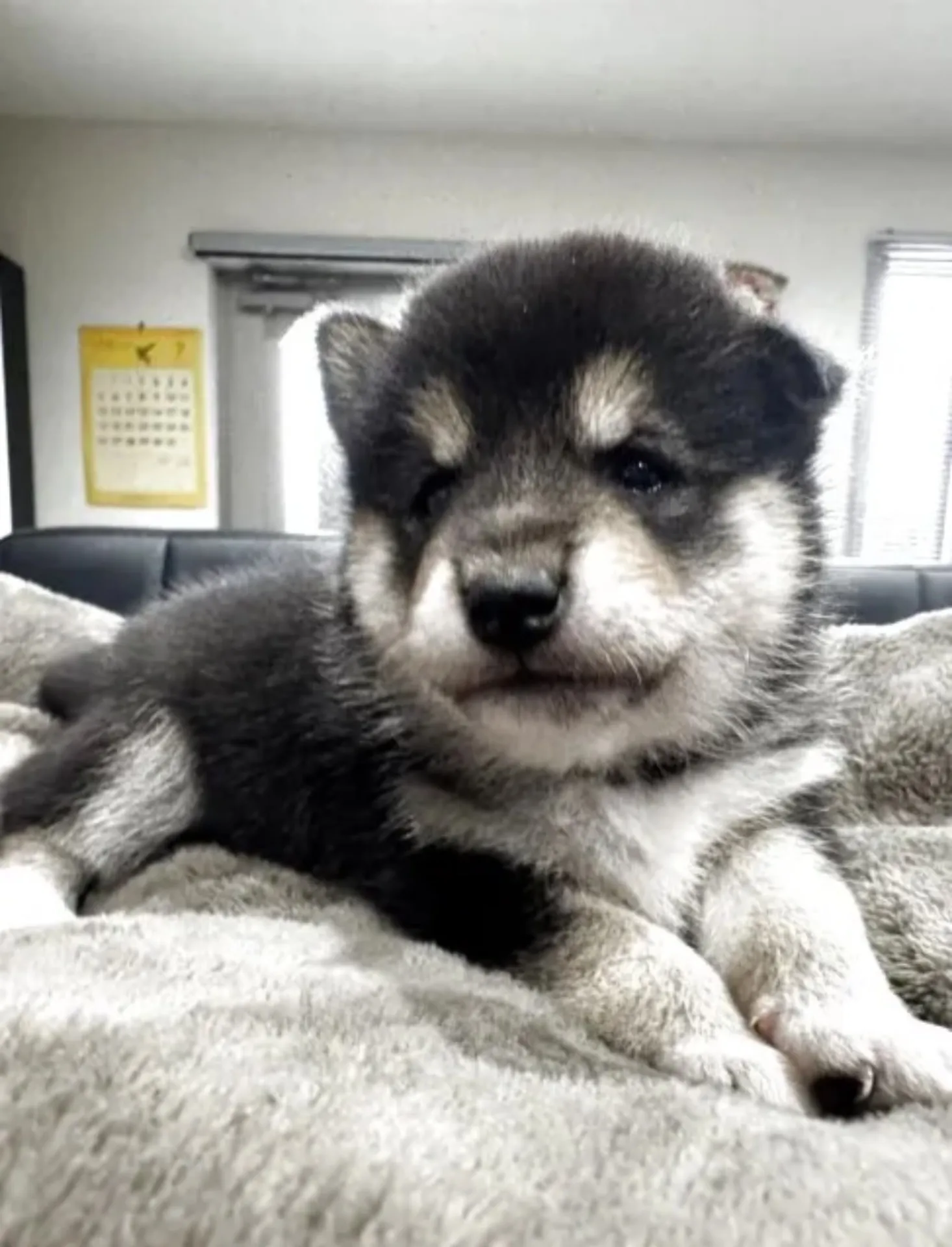 柴犬