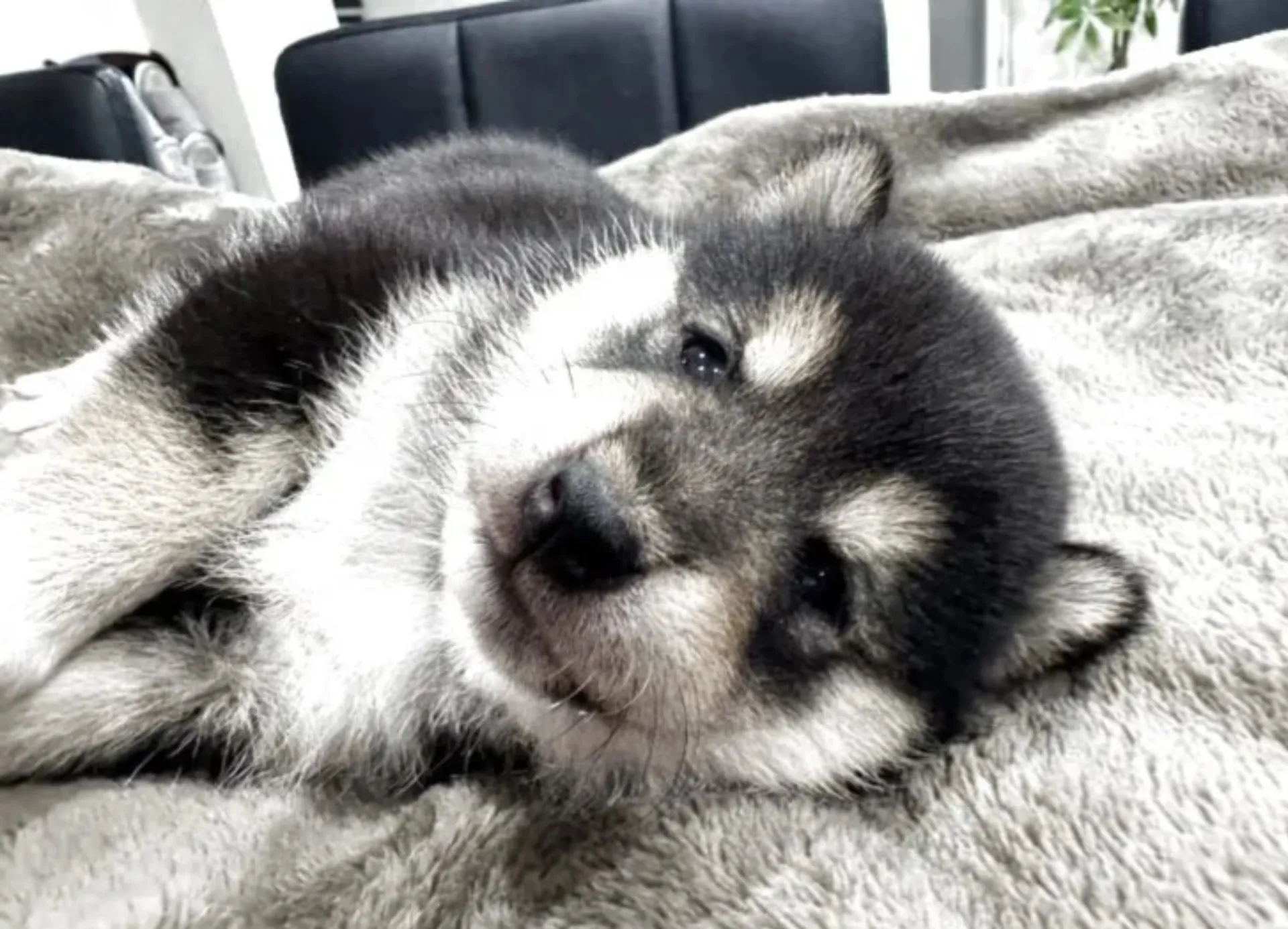 柴犬
