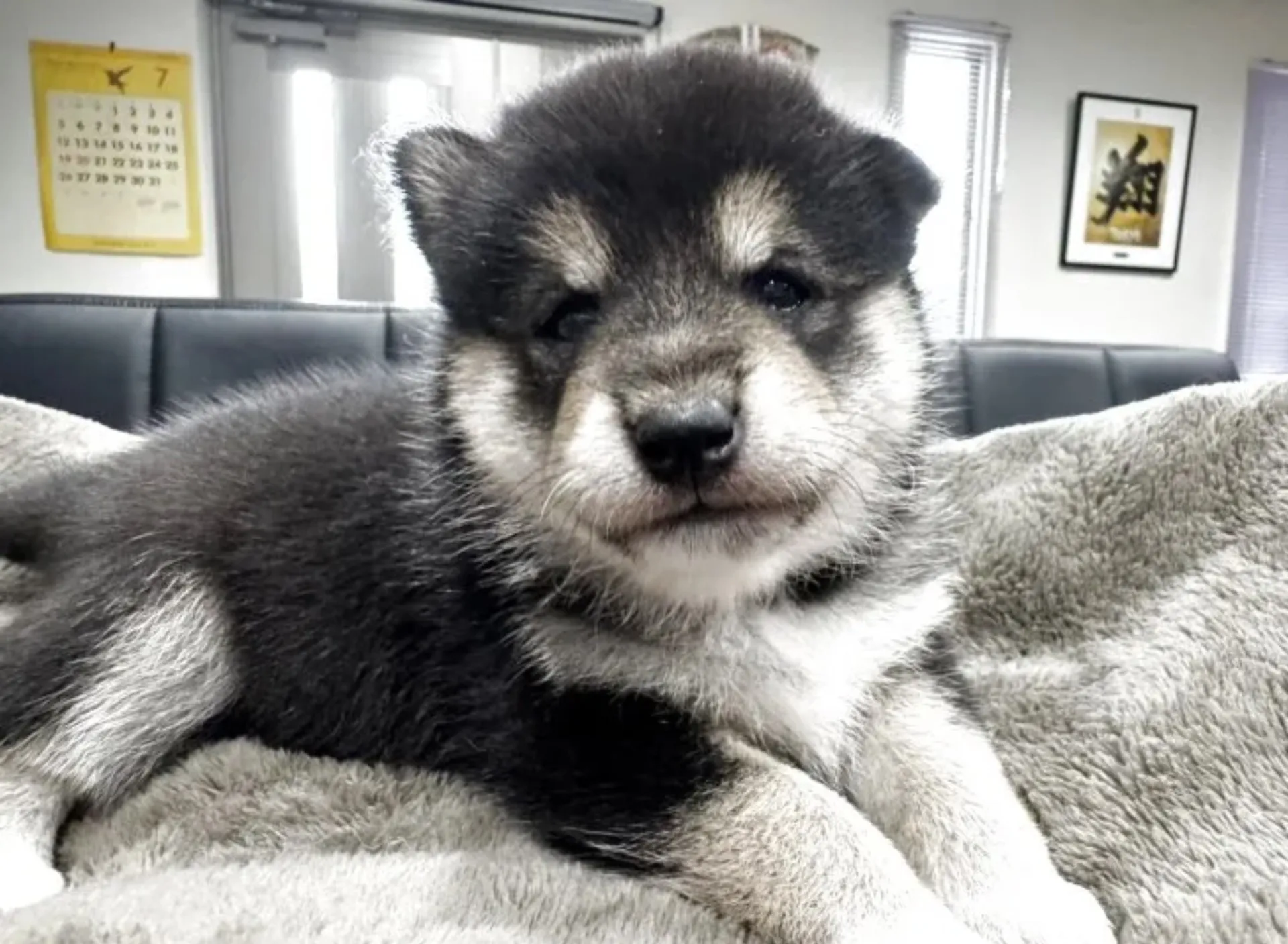 柴犬