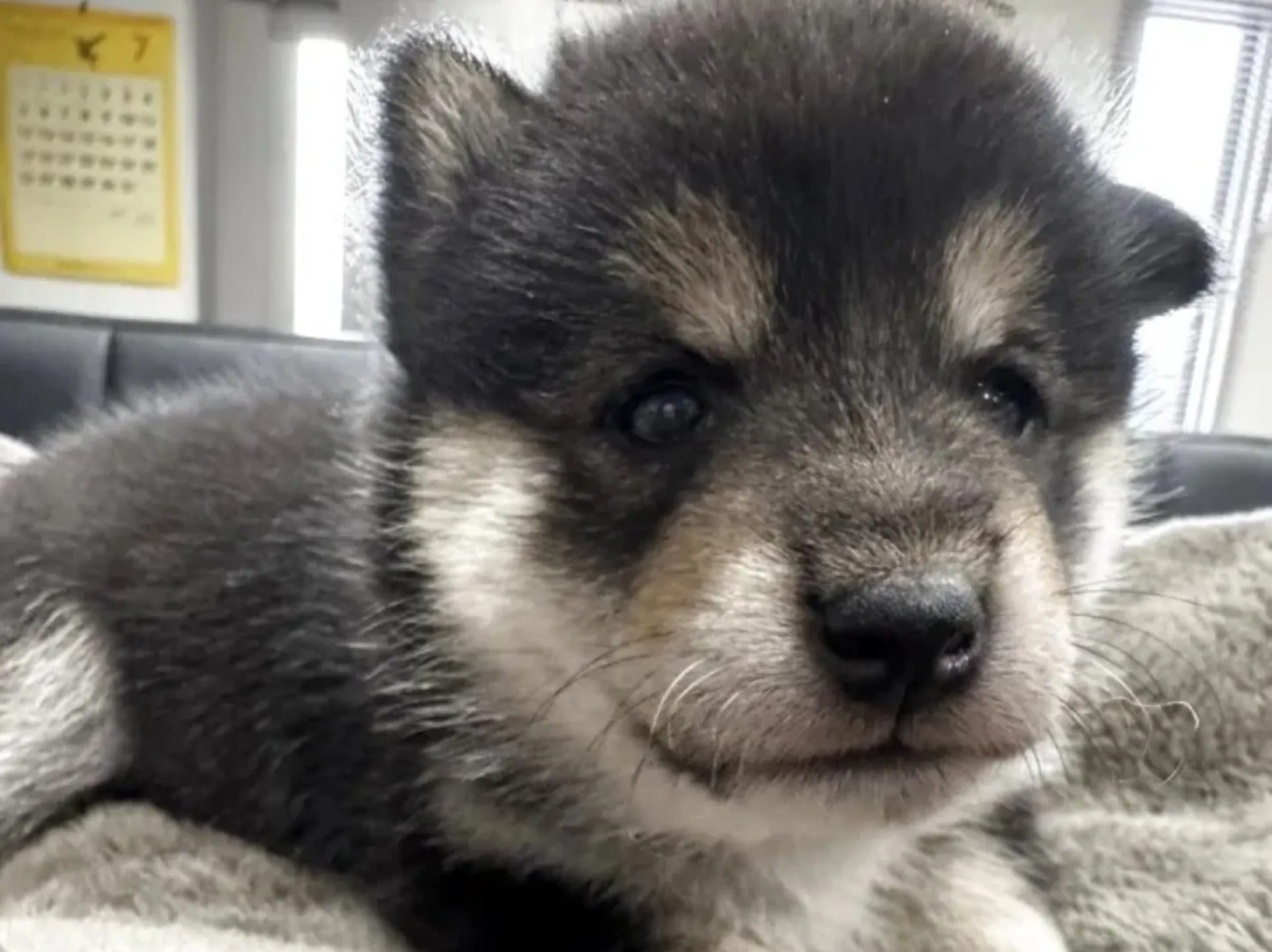 柴犬