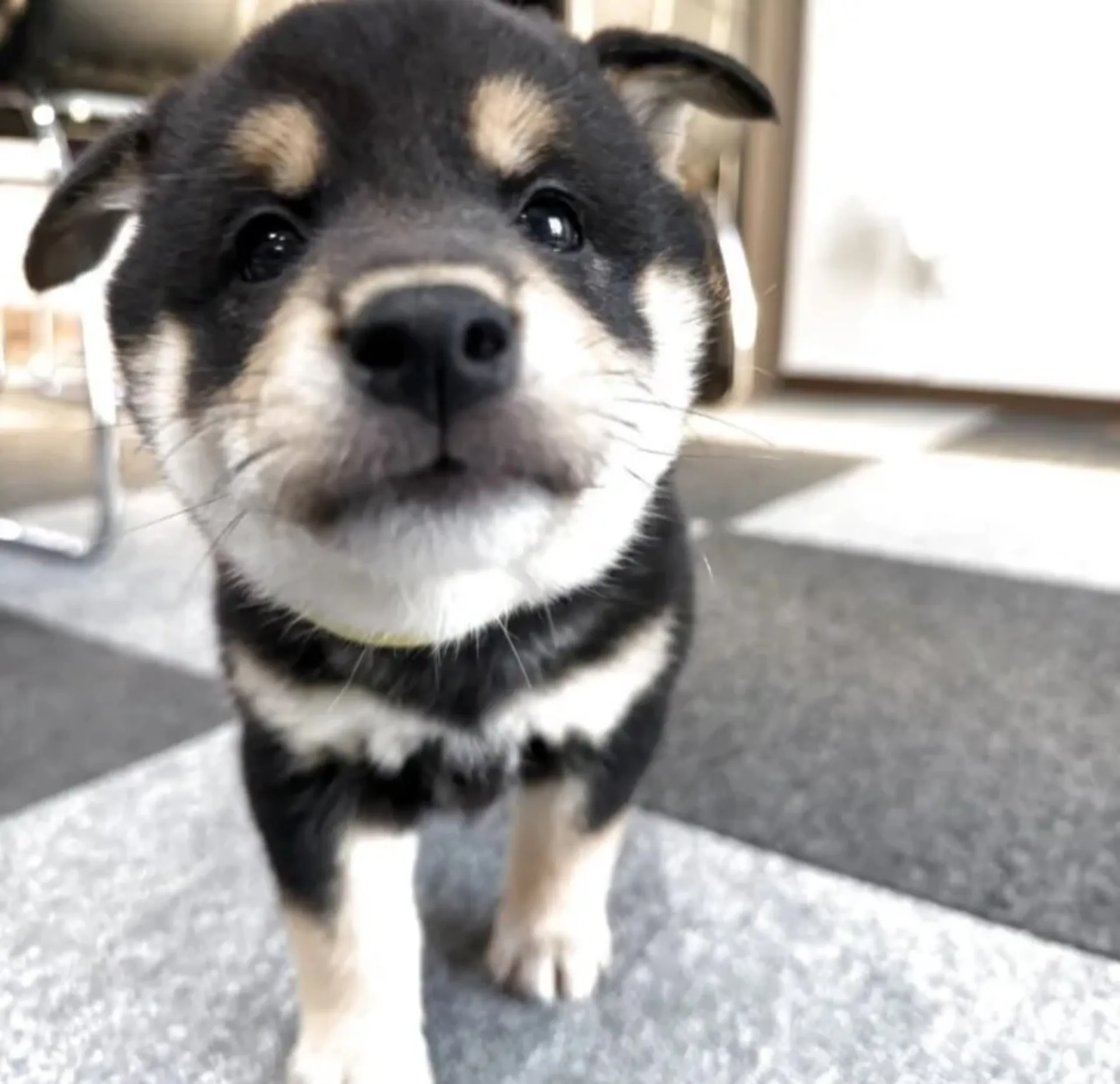 柴犬