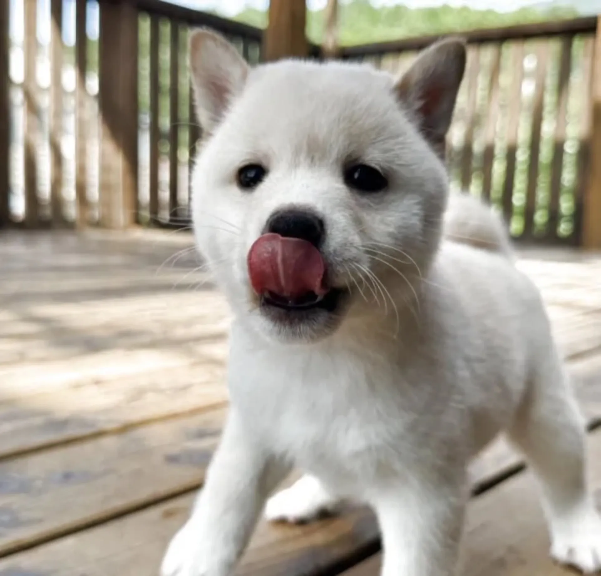 豆柴