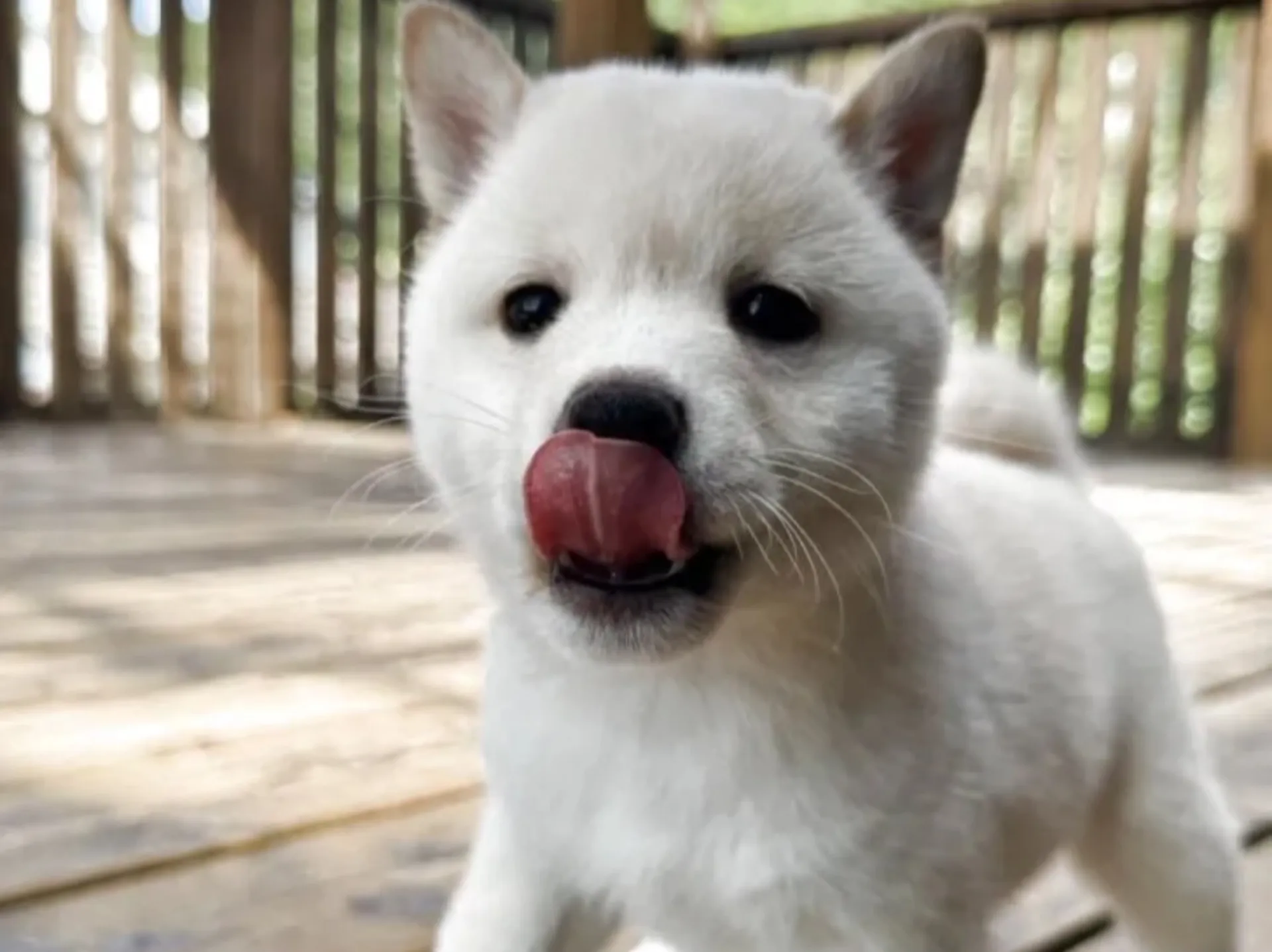 豆柴