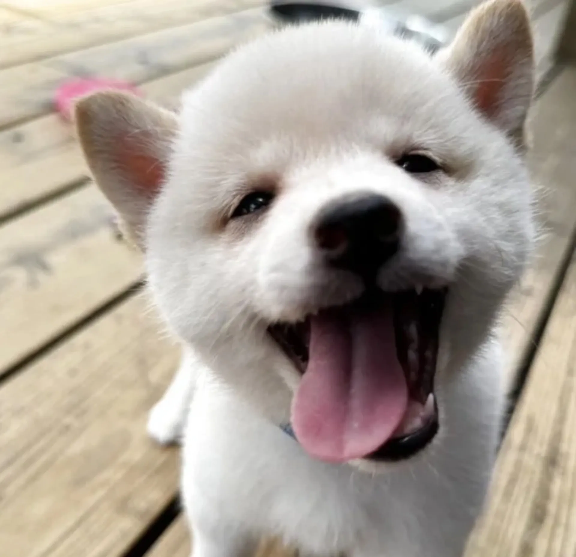 豆柴