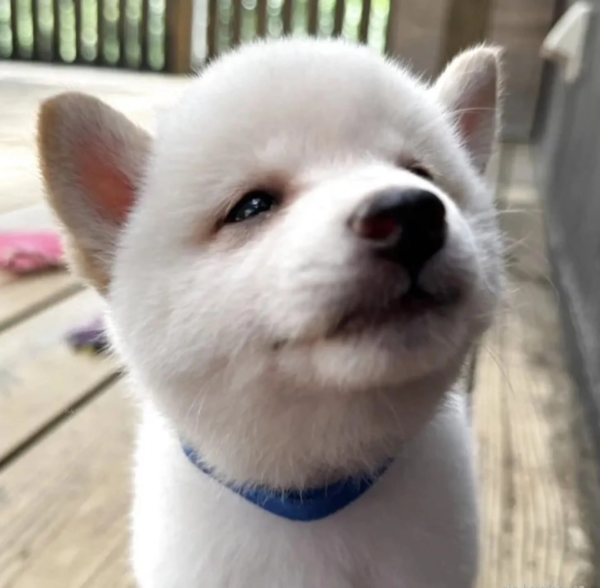 豆柴
