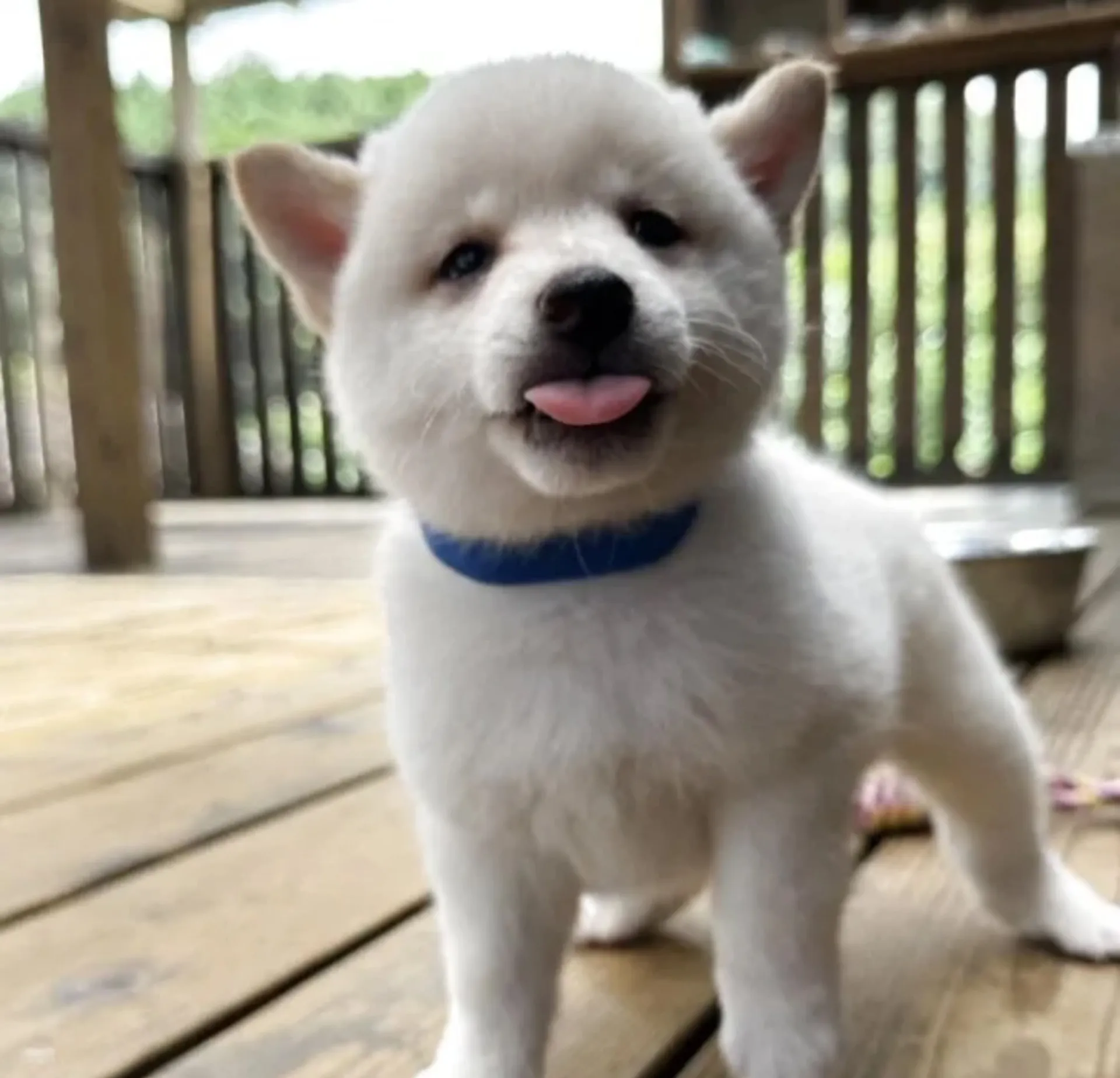 豆柴