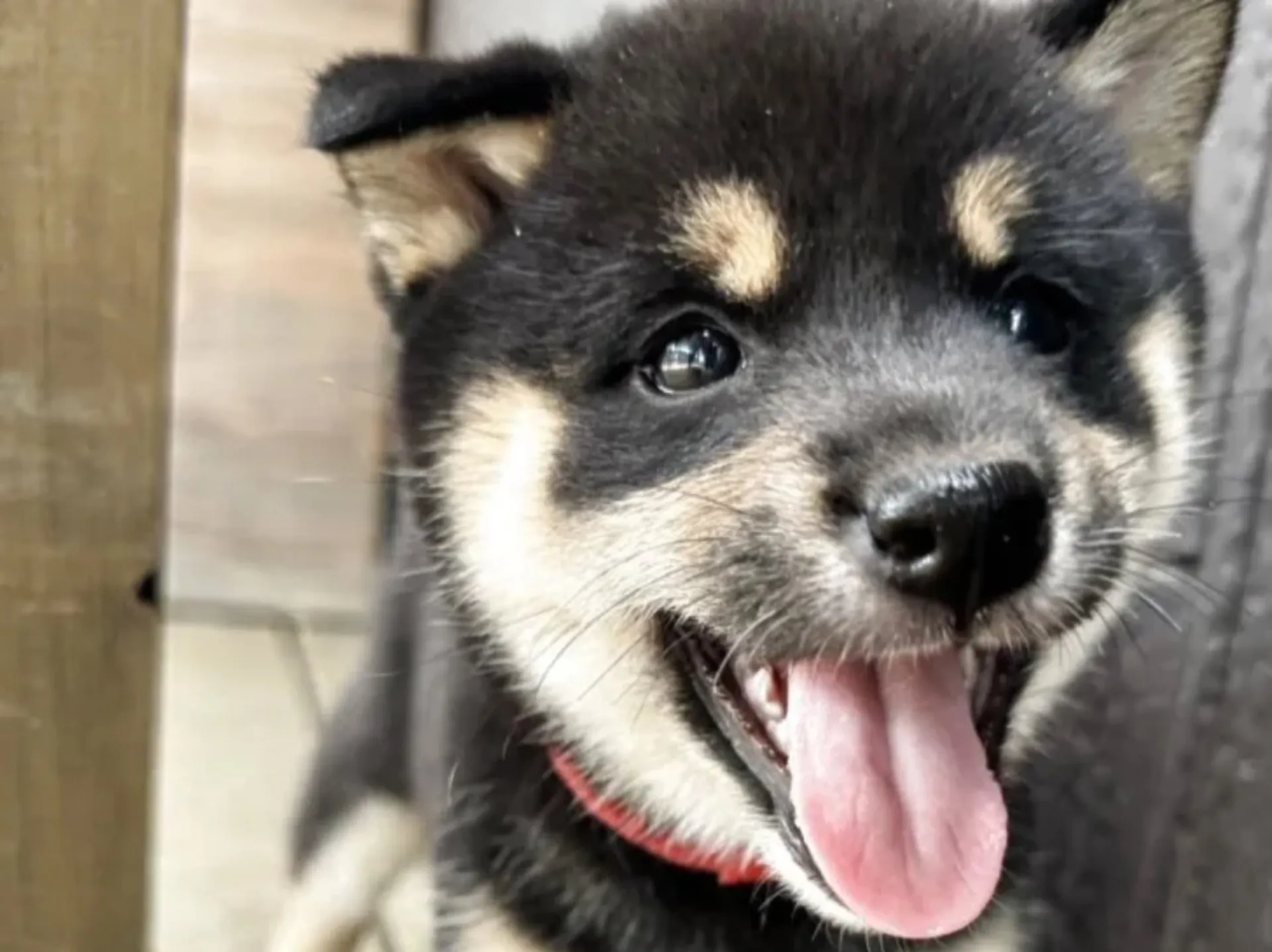 柴犬