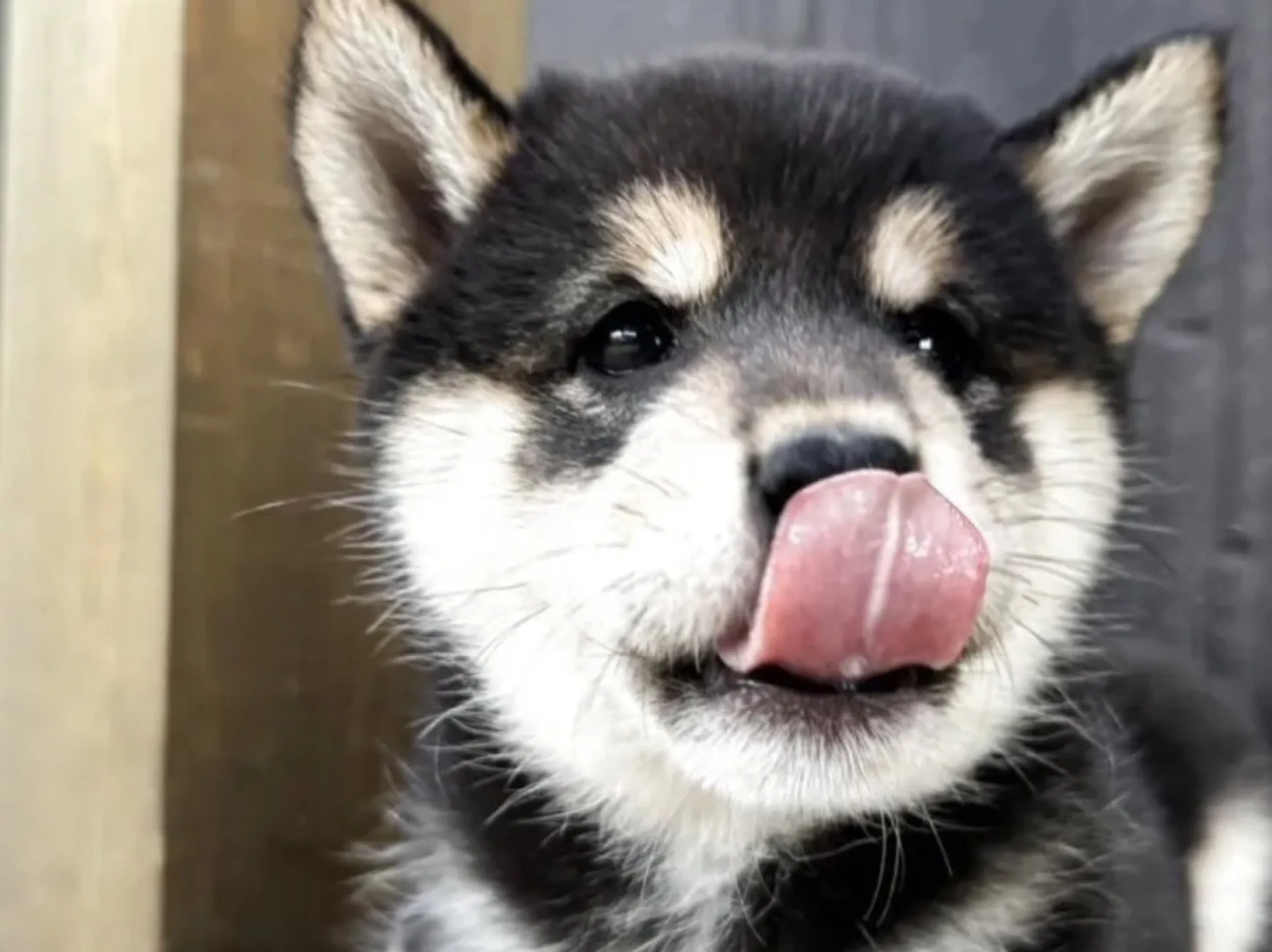 柴犬
