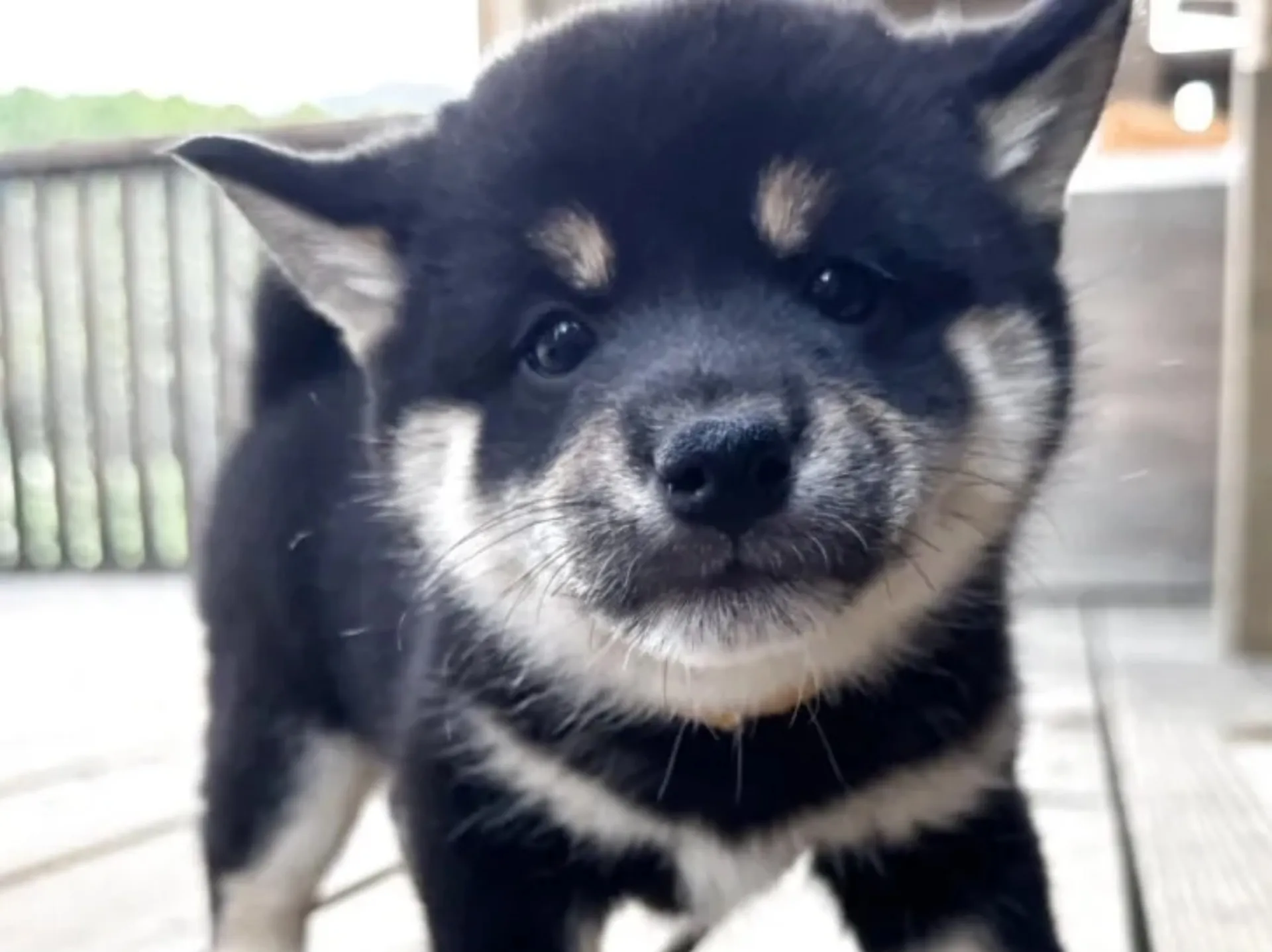 柴犬