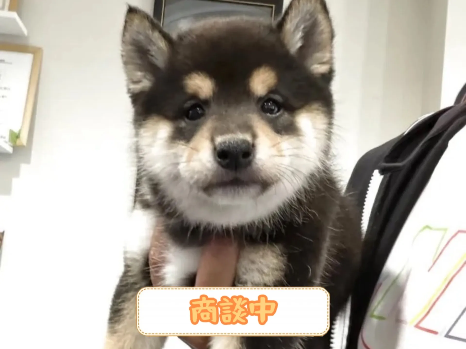 柴犬
