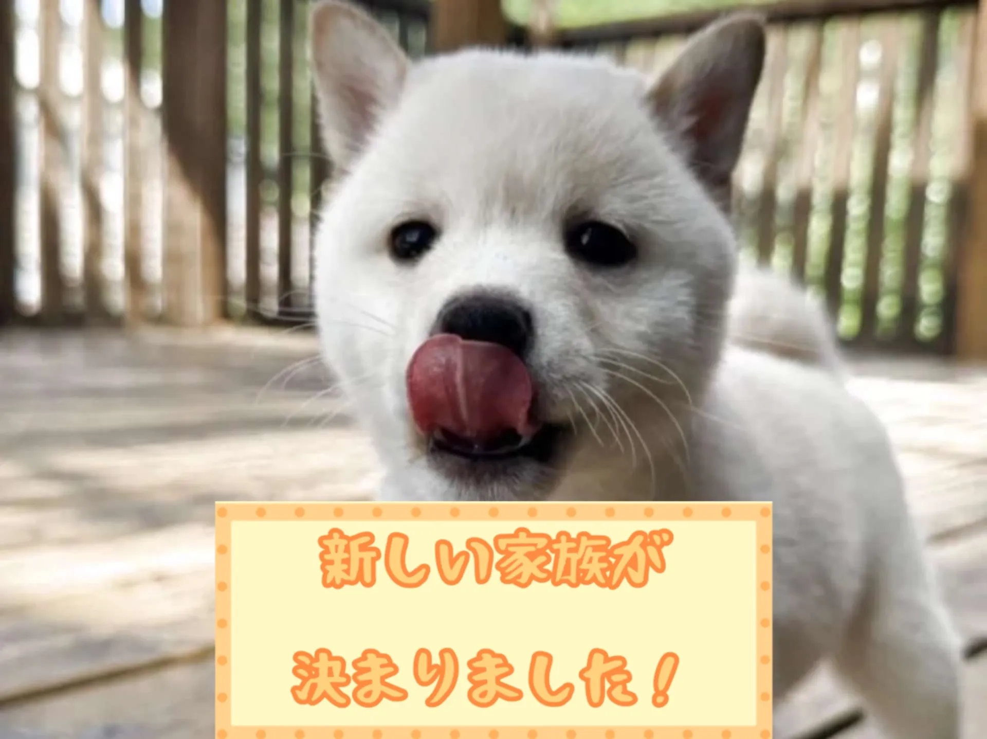 豆柴
