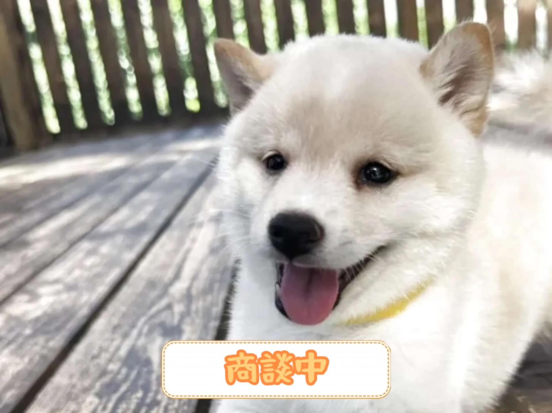 豆柴
