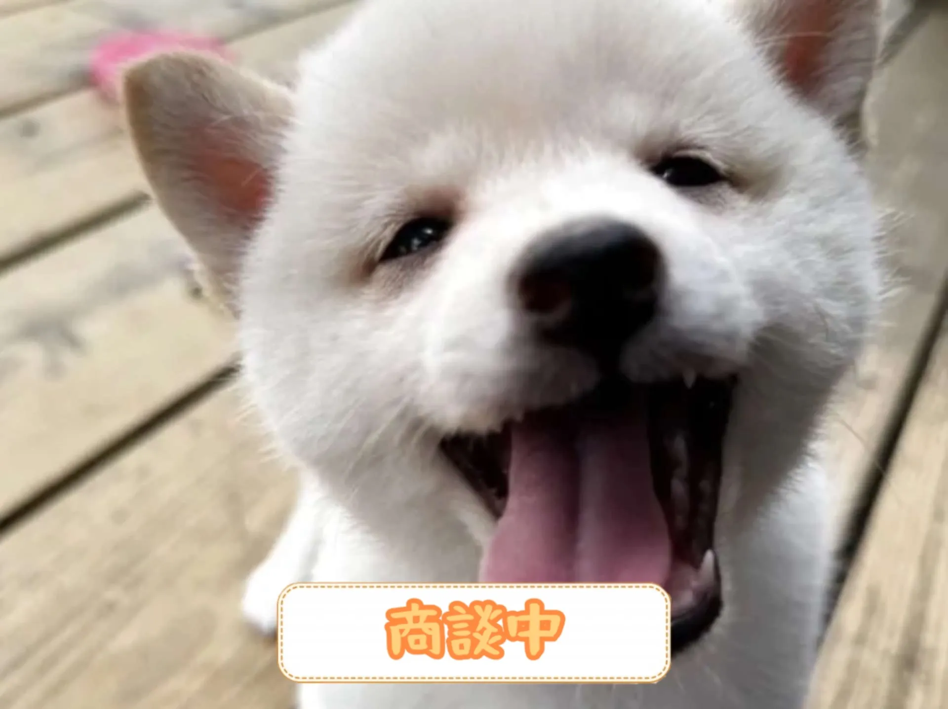 豆柴