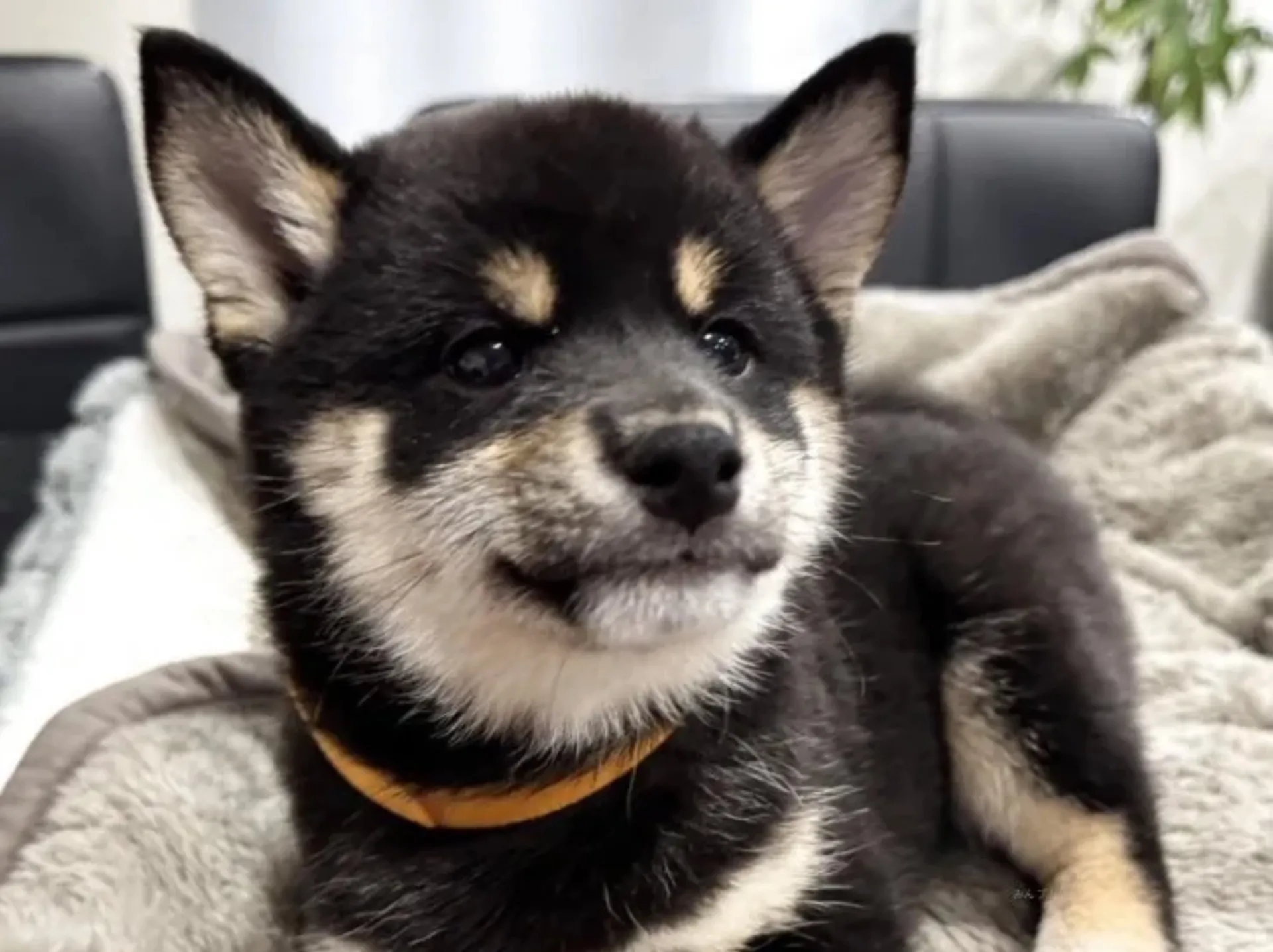 柴犬