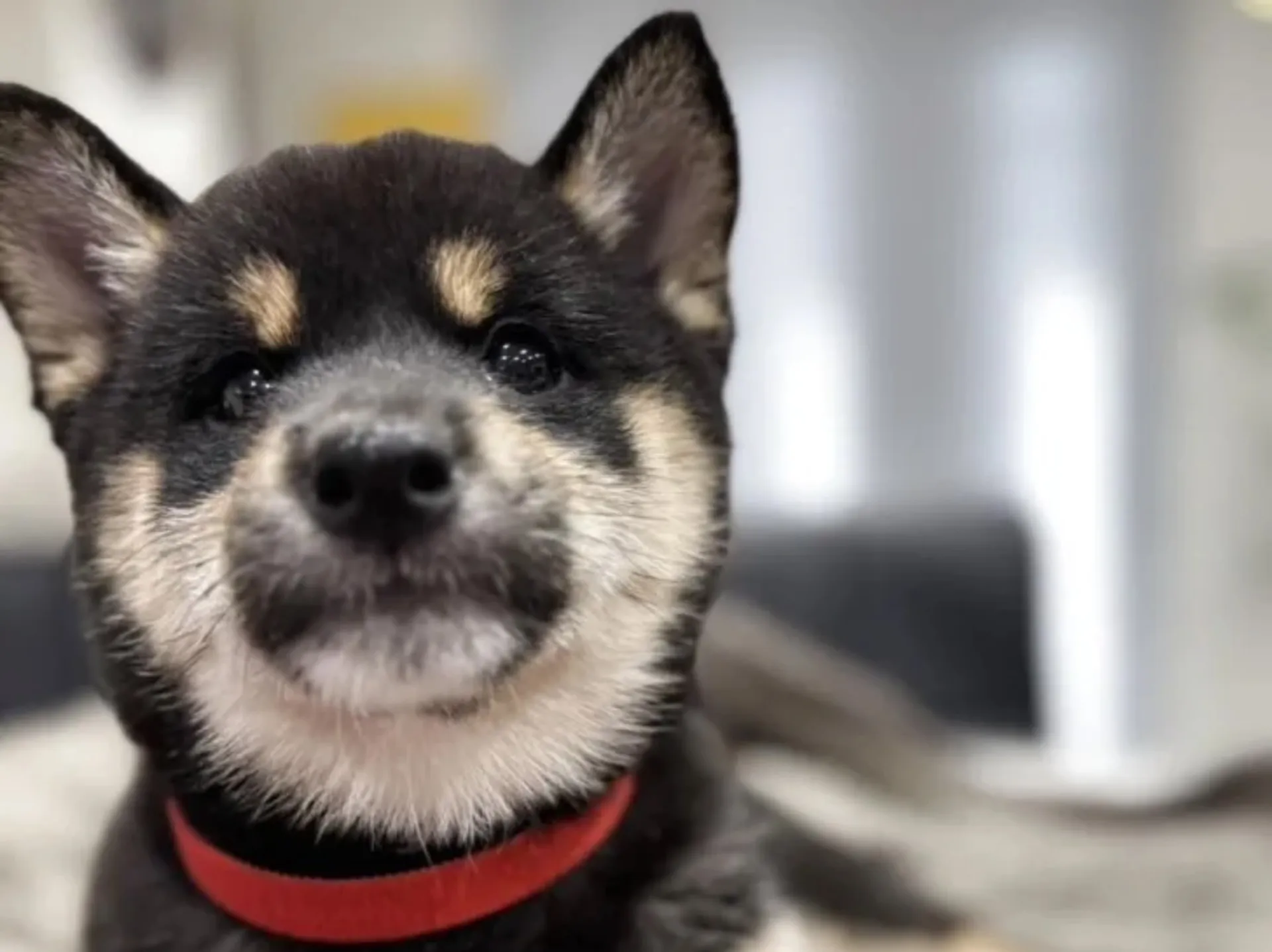柴犬