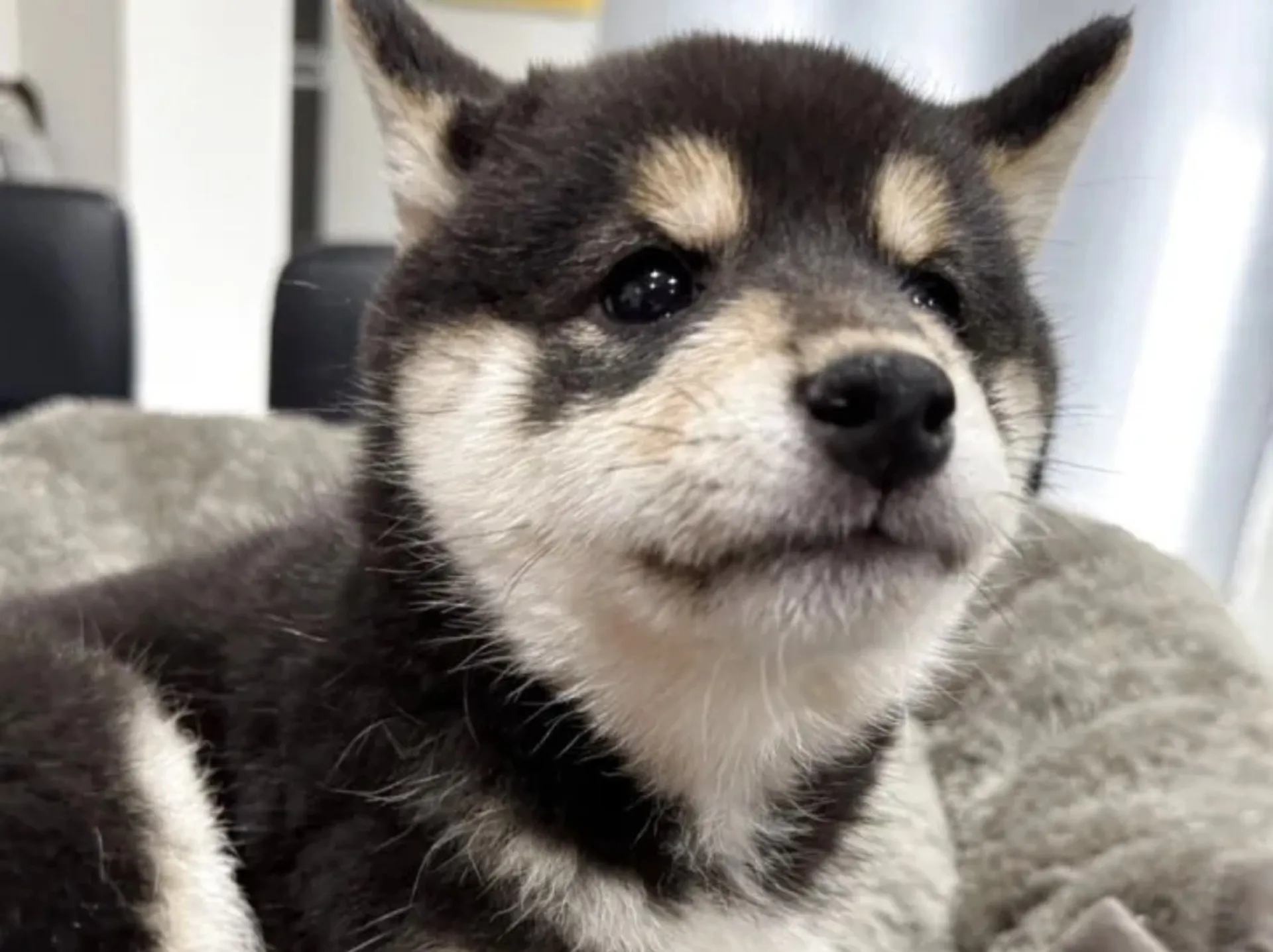 柴犬