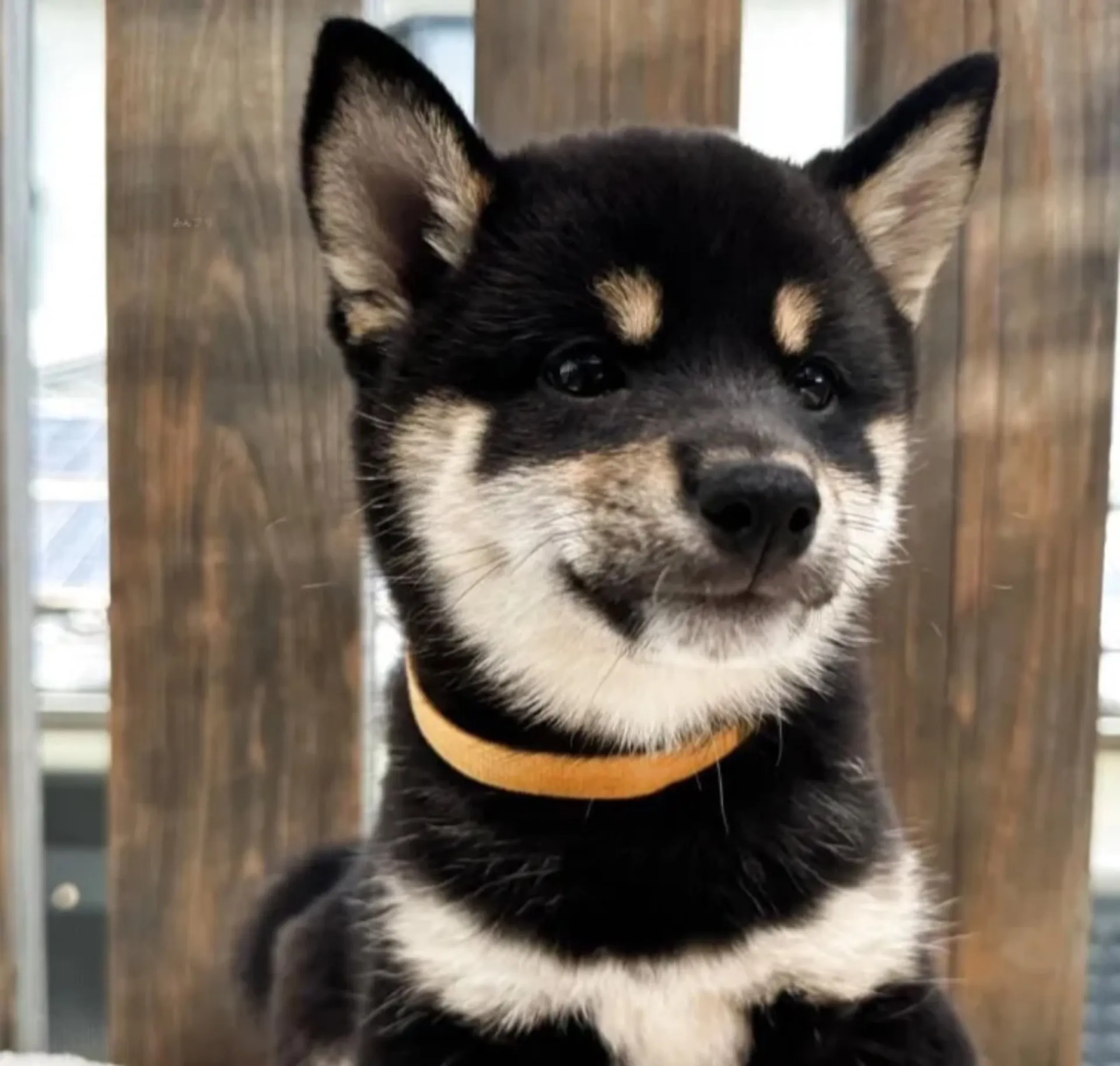 柴犬