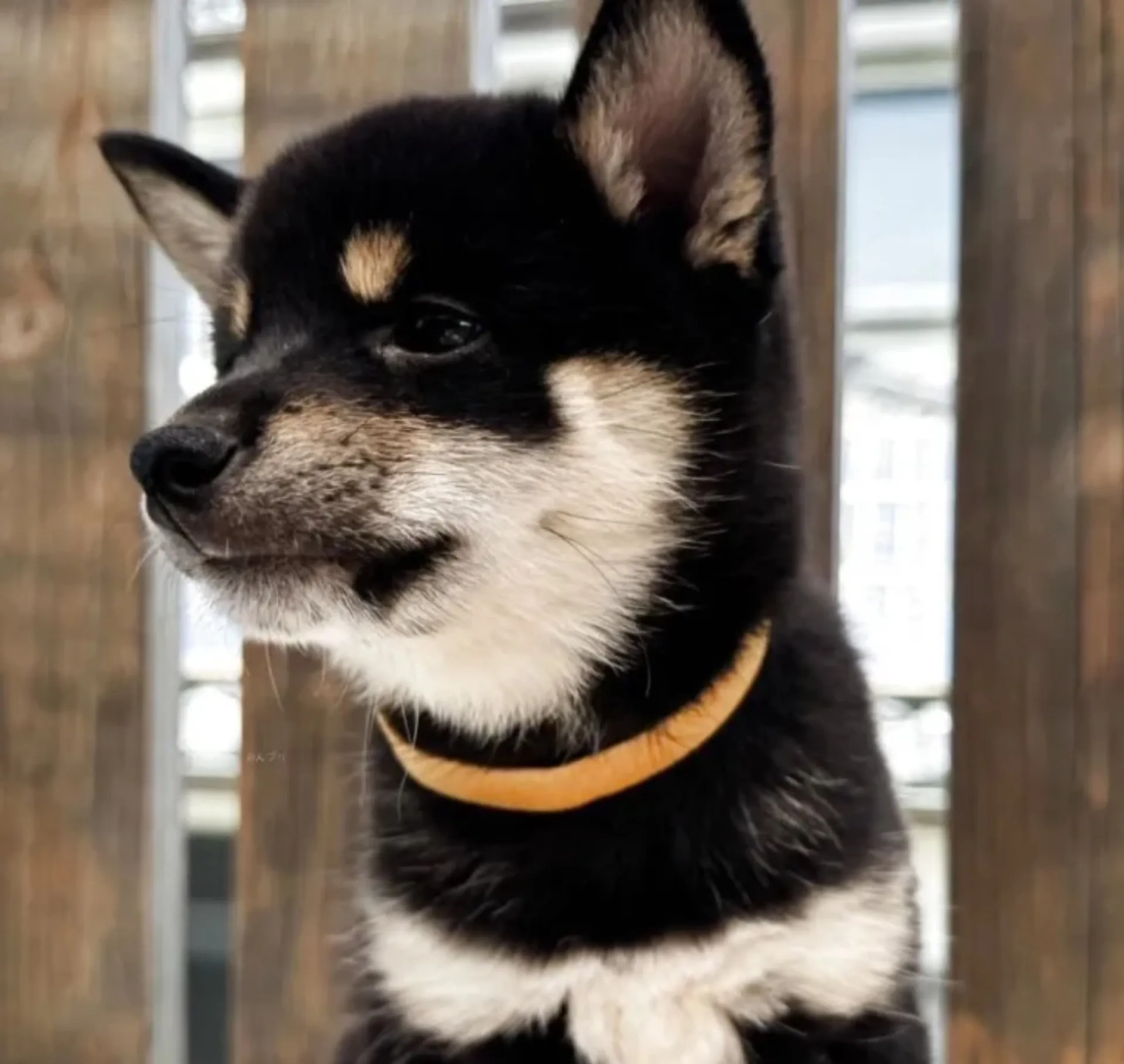 柴犬