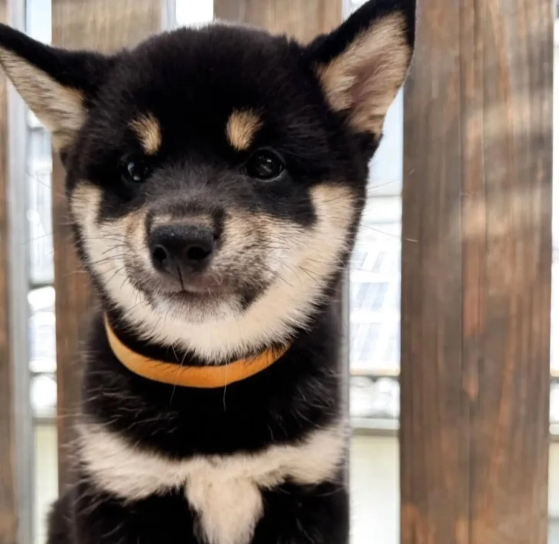 柴犬