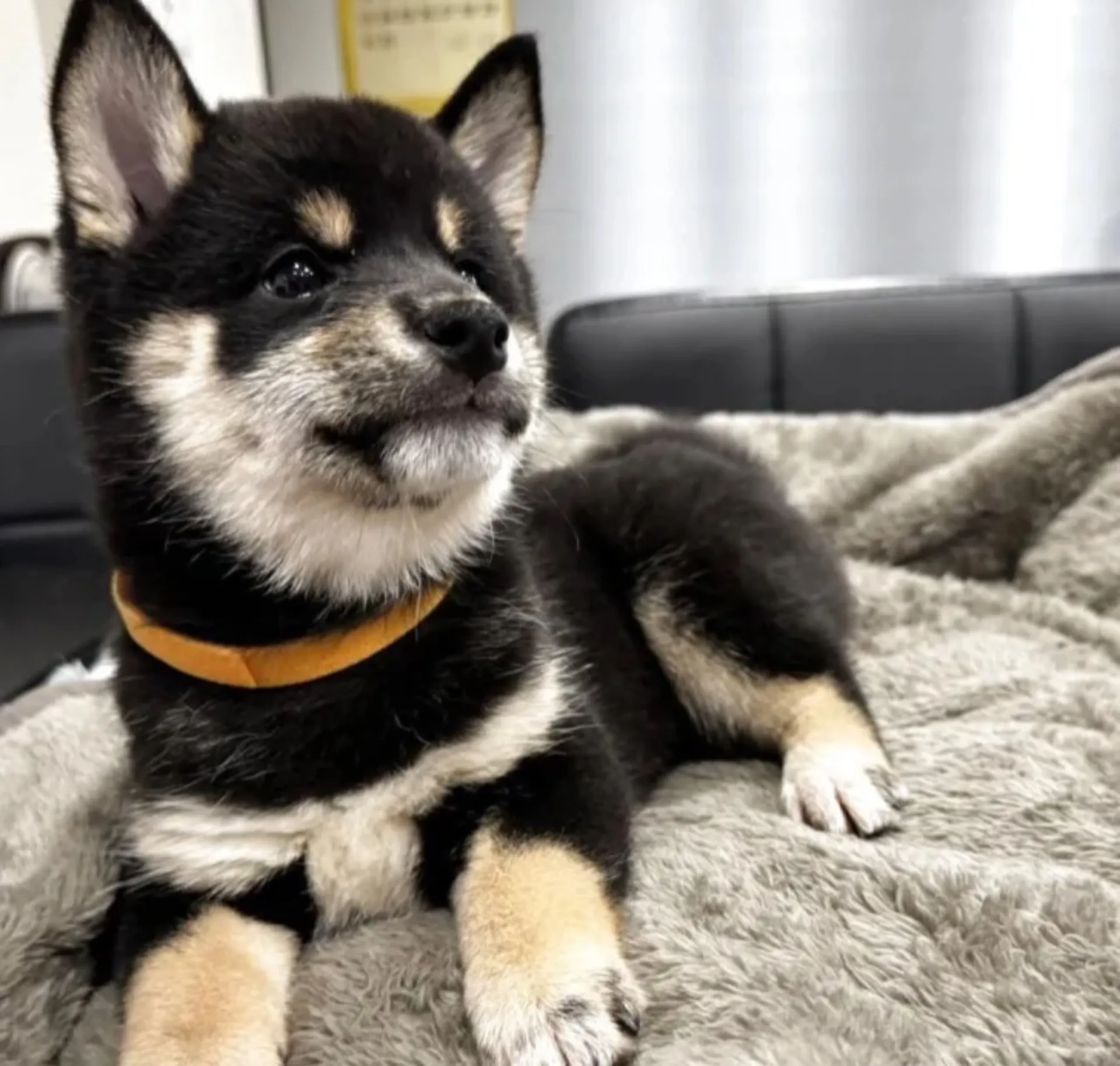 柴犬