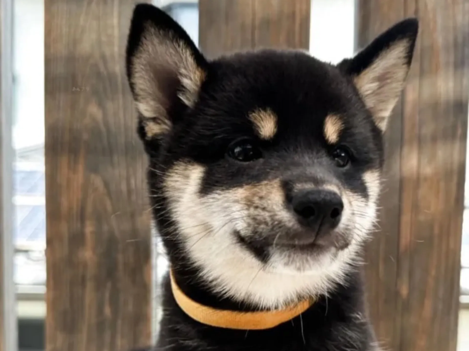 柴犬