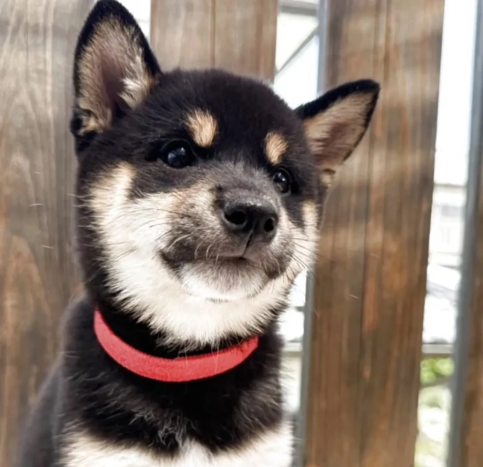 柴犬