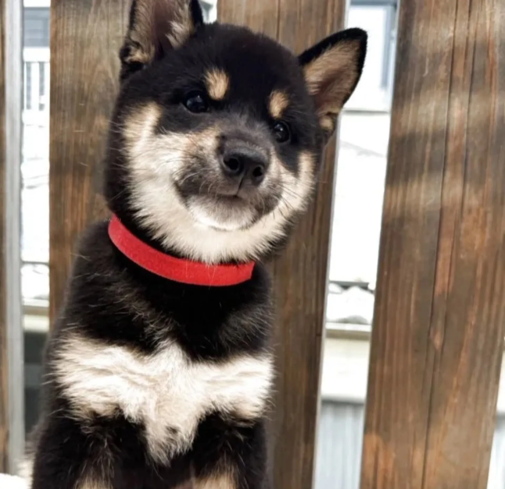 柴犬