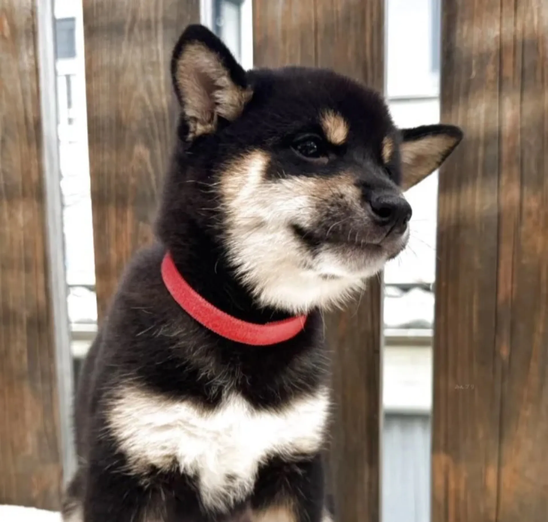 柴犬
