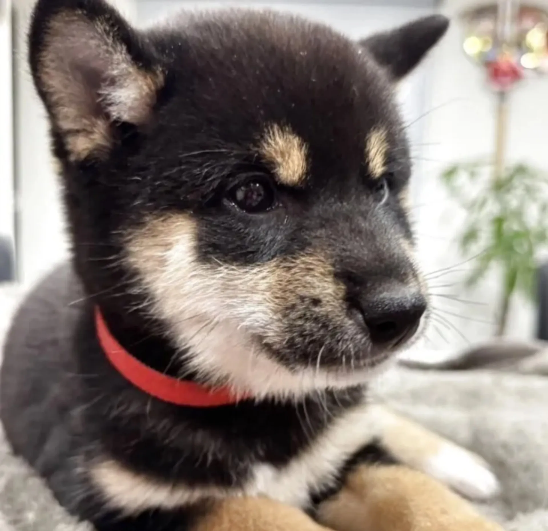 柴犬