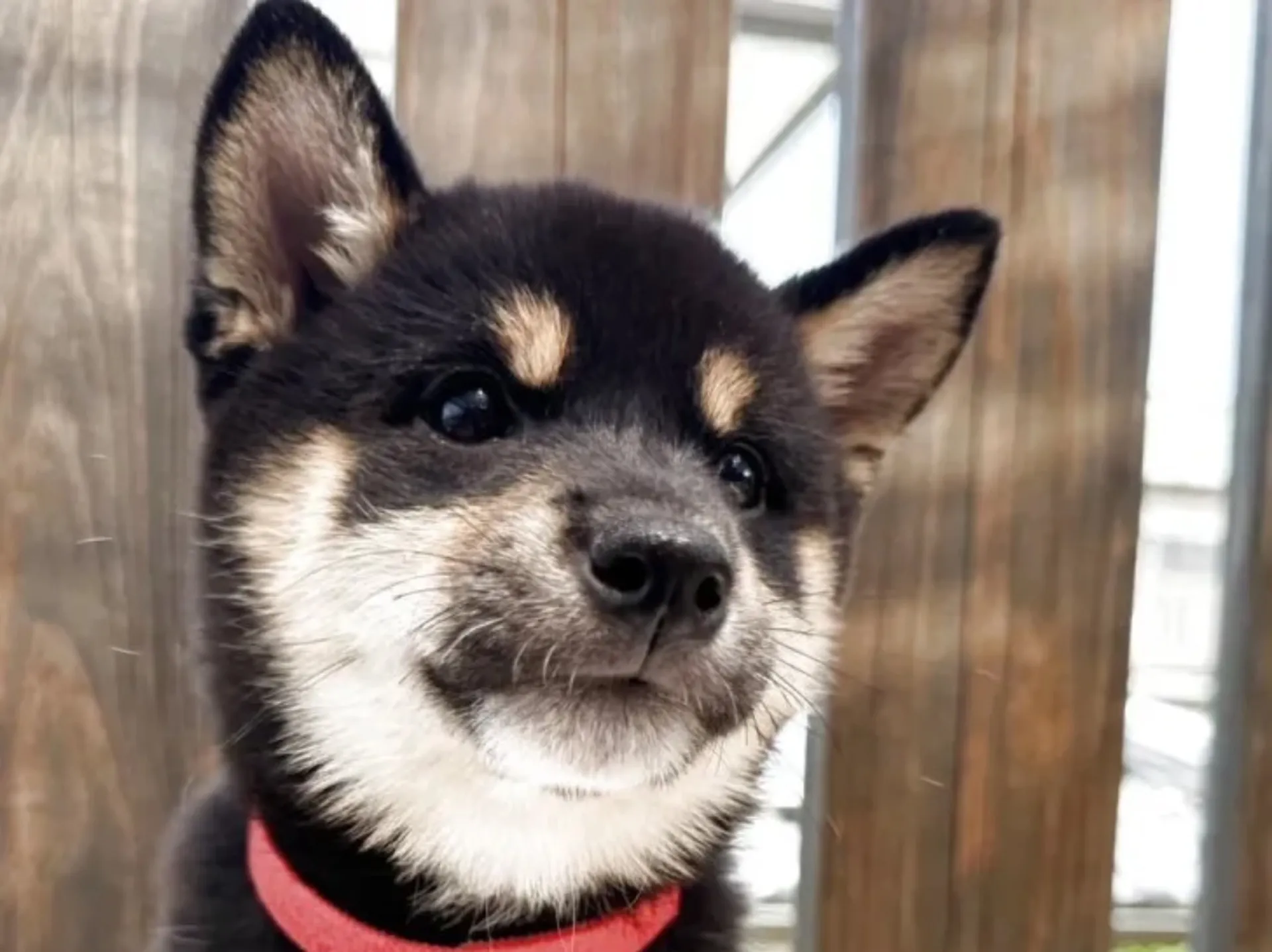 柴犬