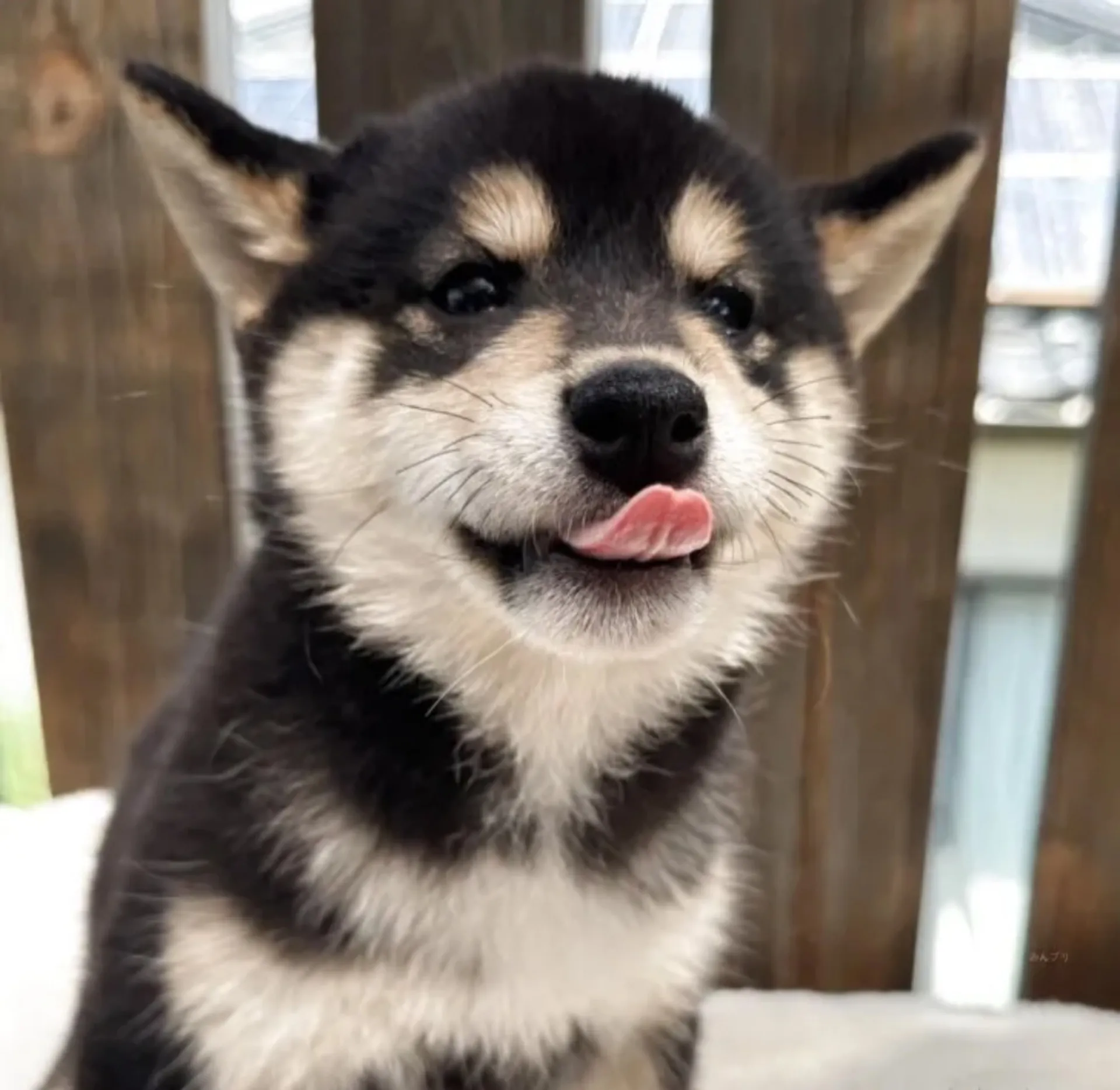 柴犬
