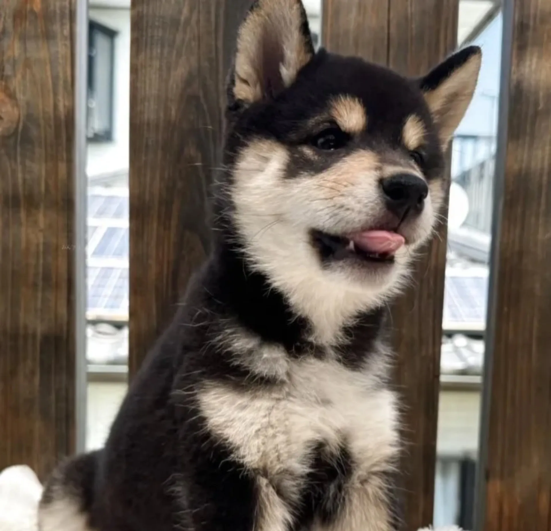 柴犬