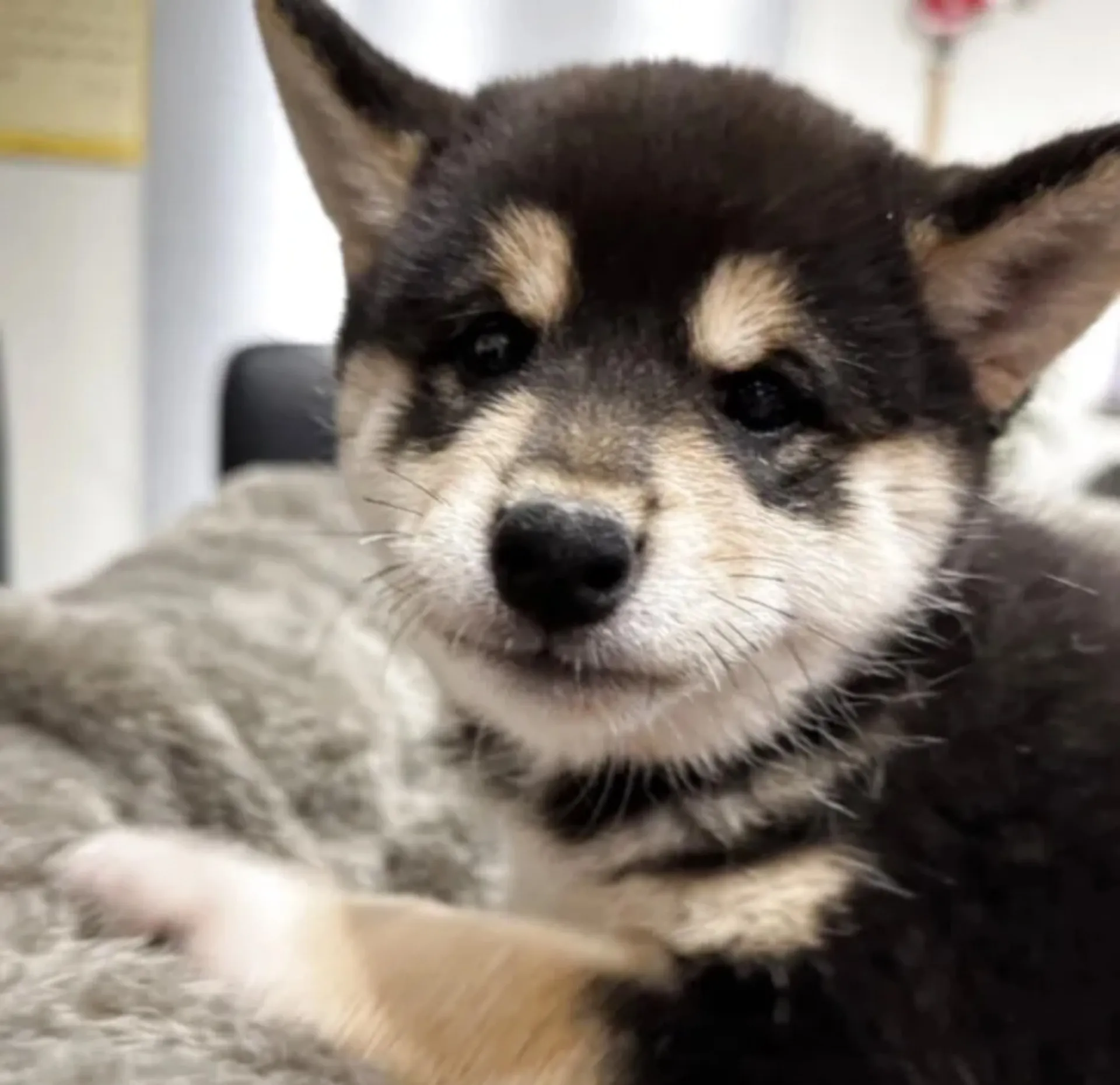 柴犬