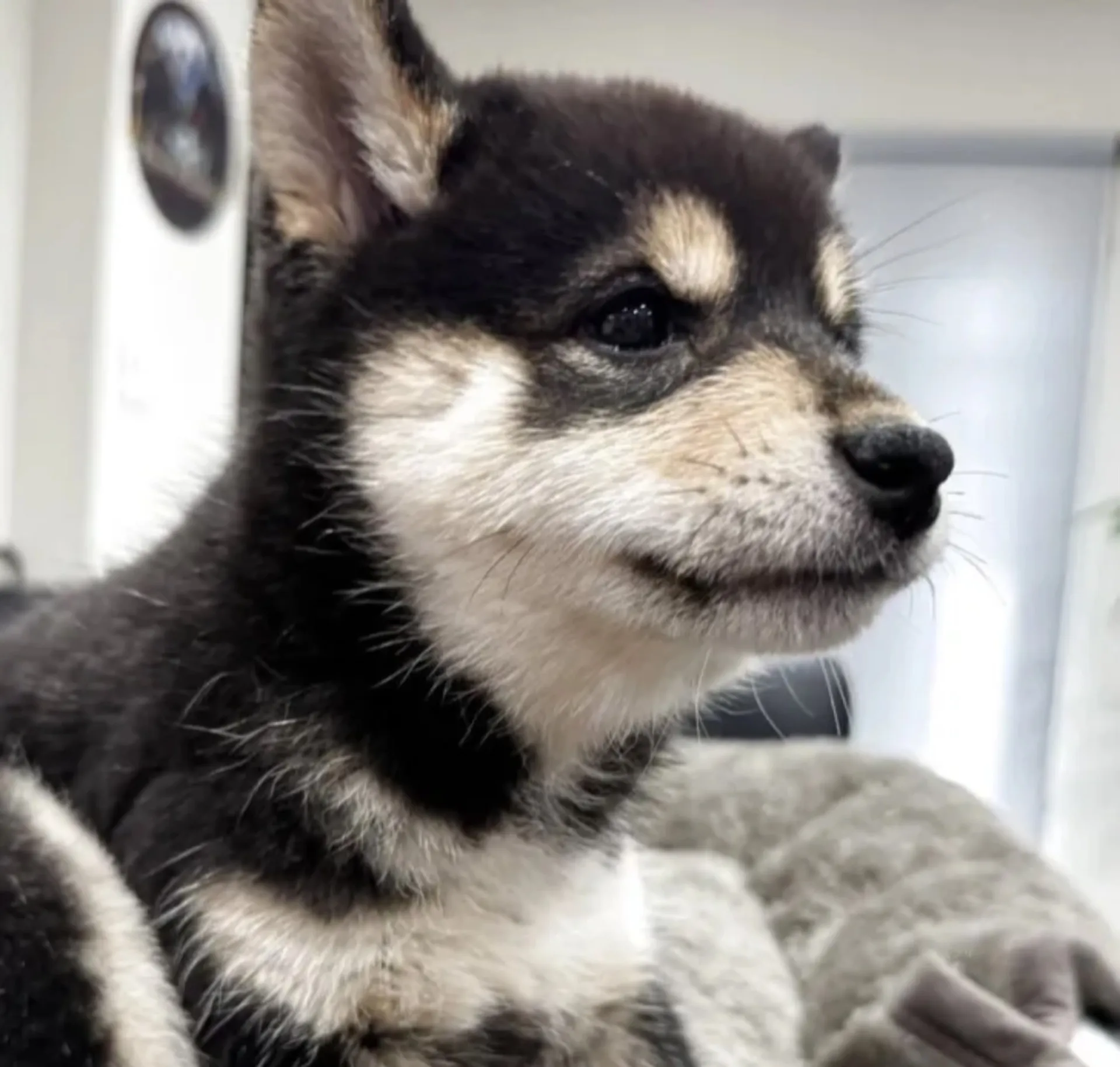 柴犬