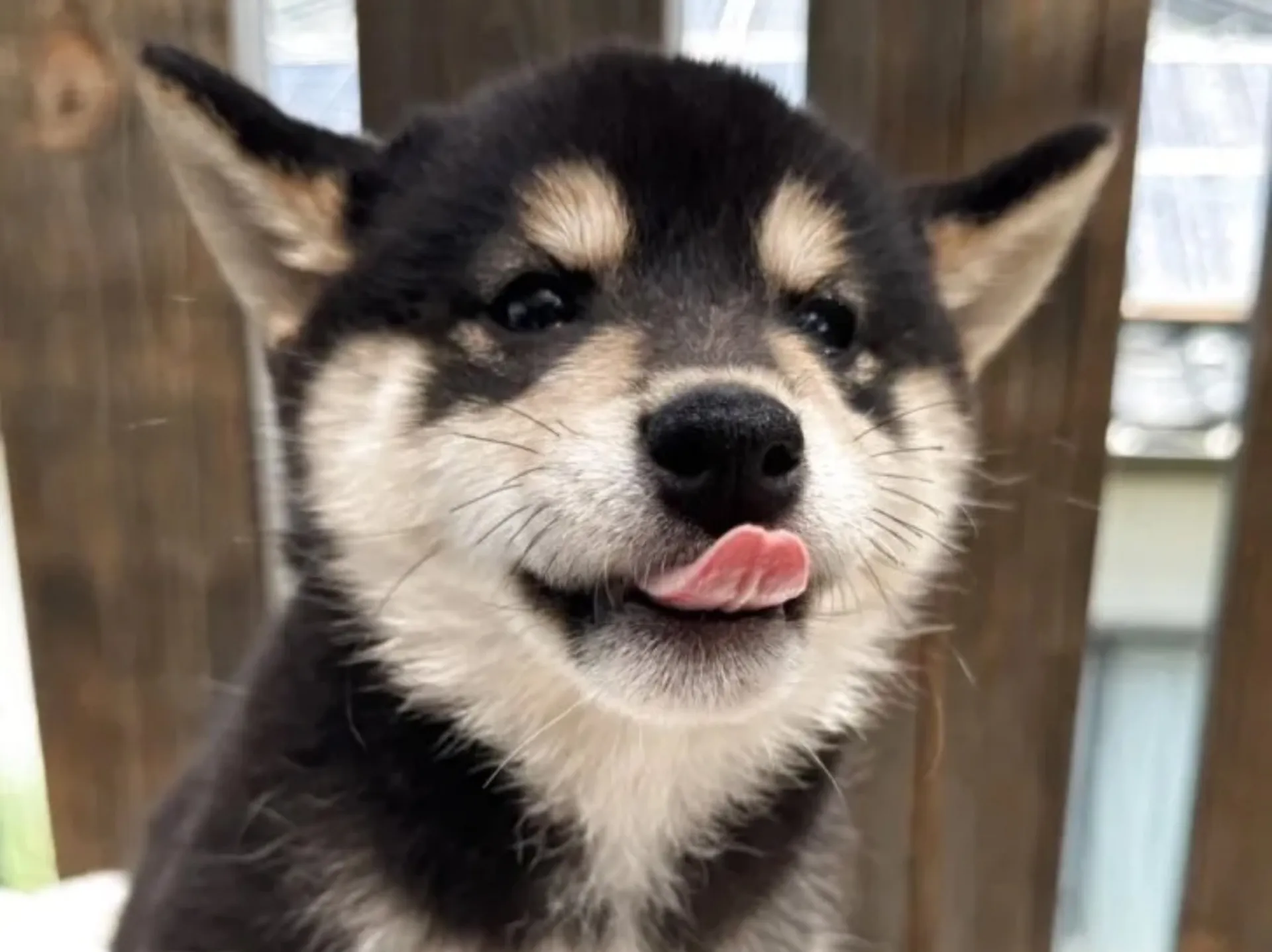 柴犬