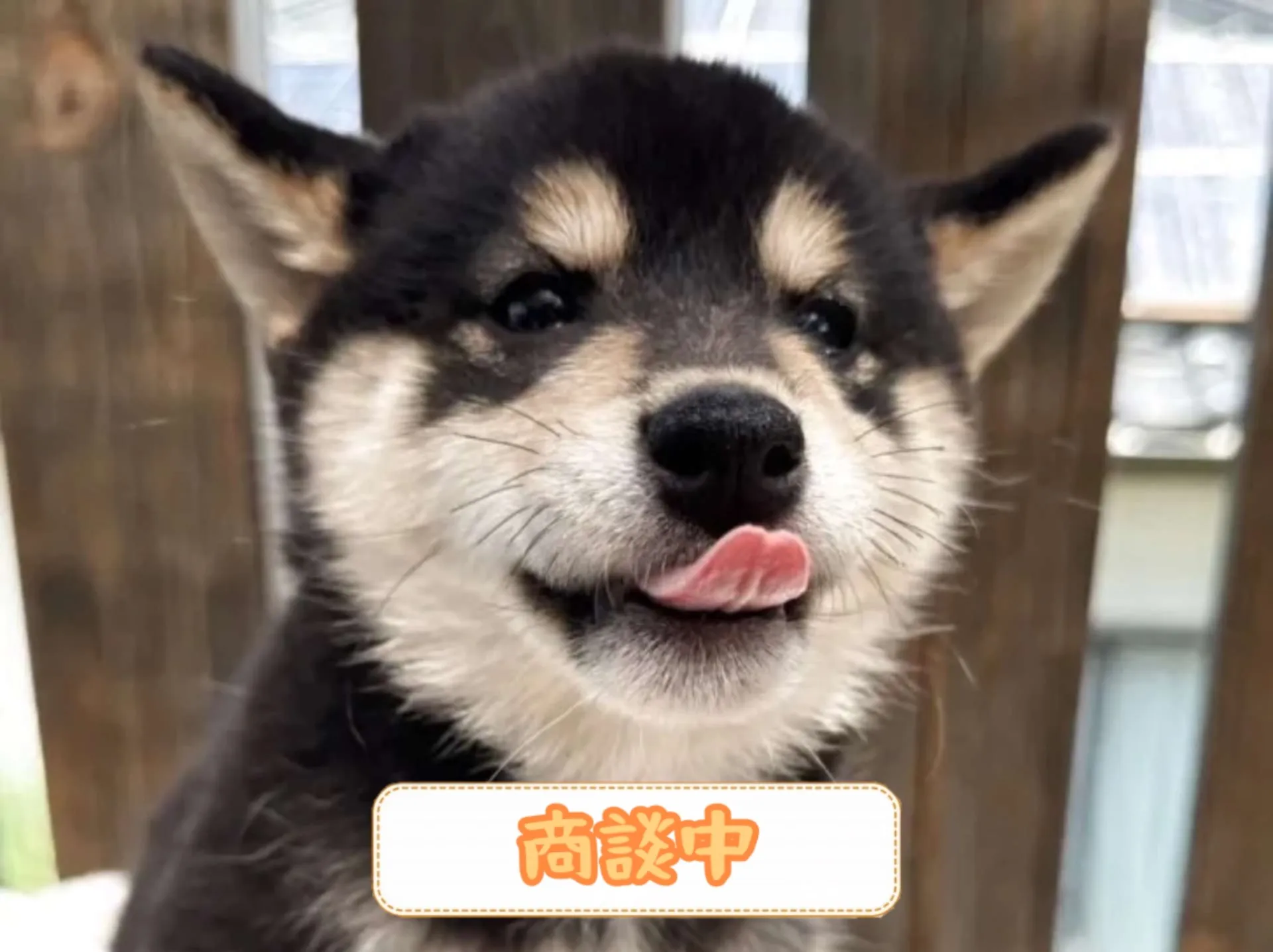 柴犬