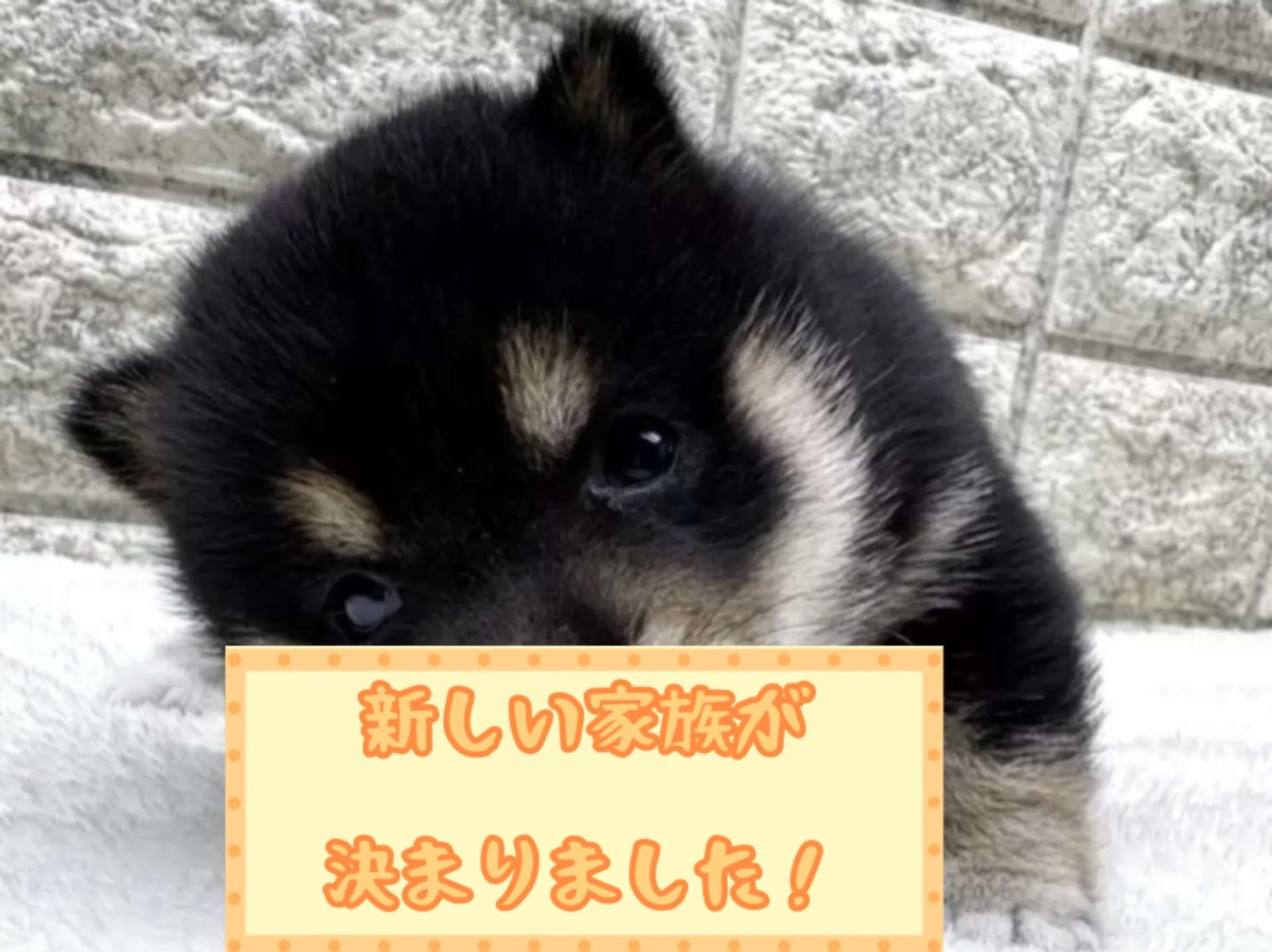 豆柴