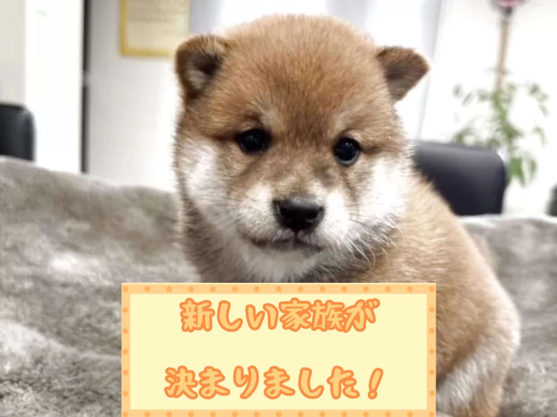 豆柴