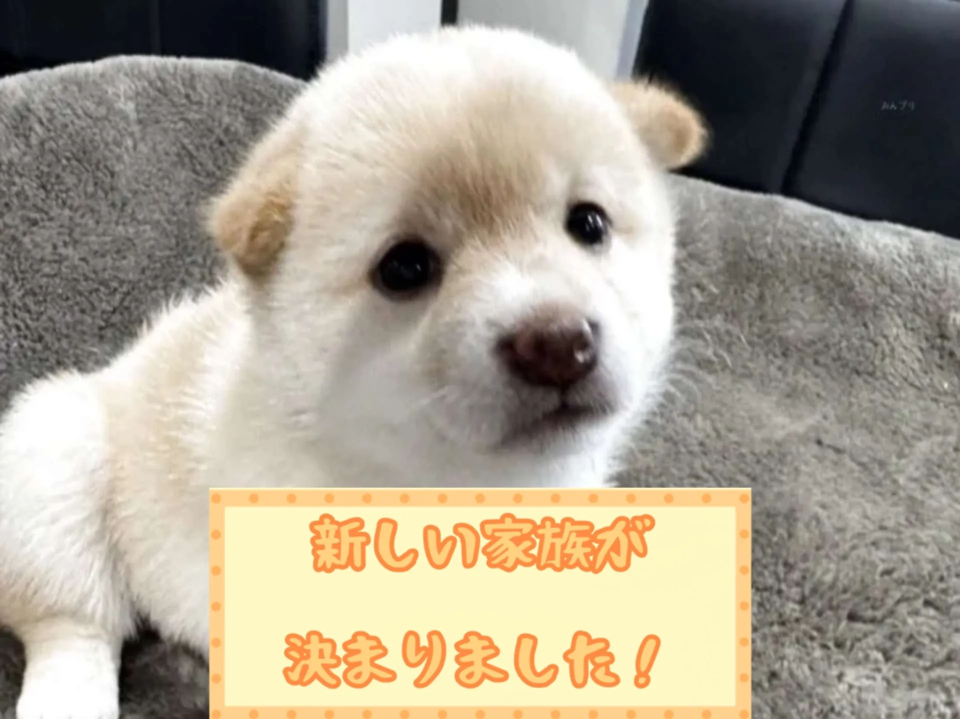 豆柴