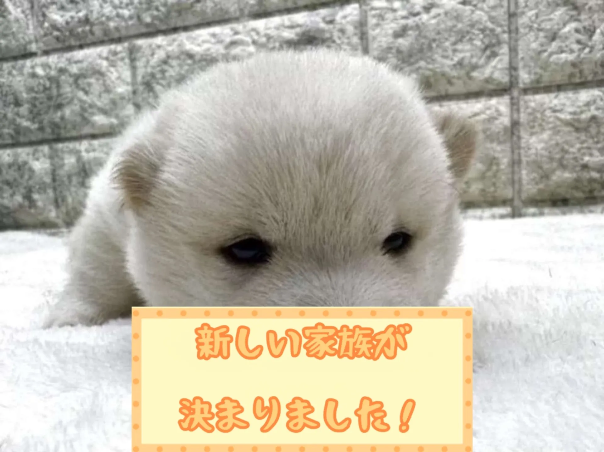 豆柴