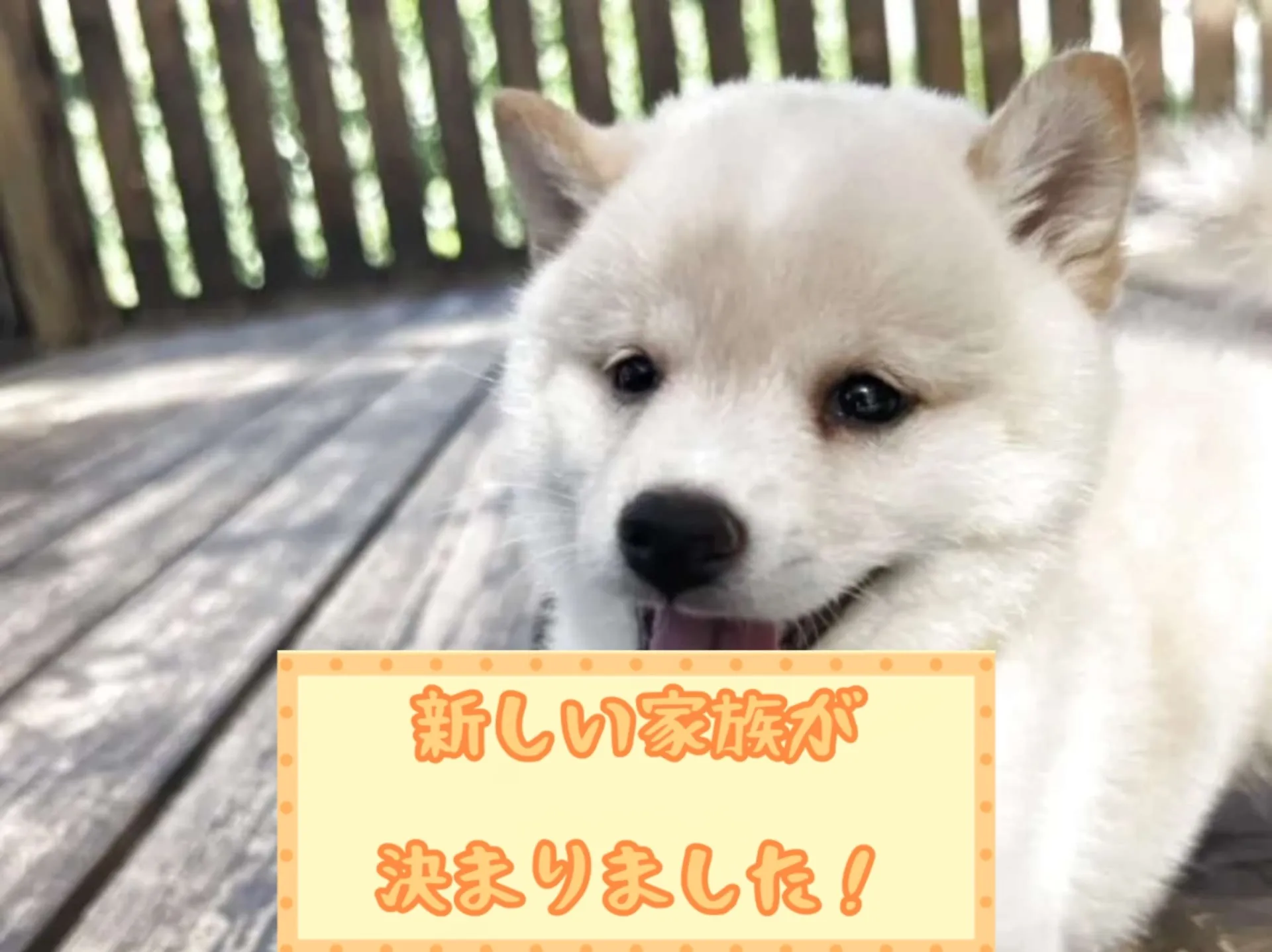 豆柴