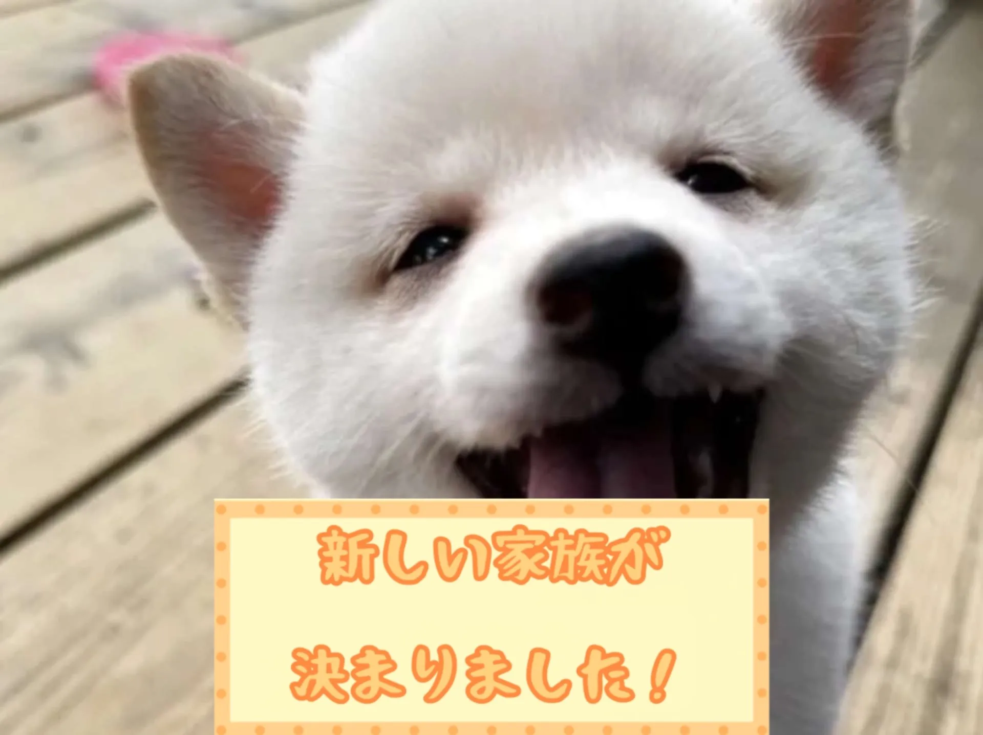 豆柴
