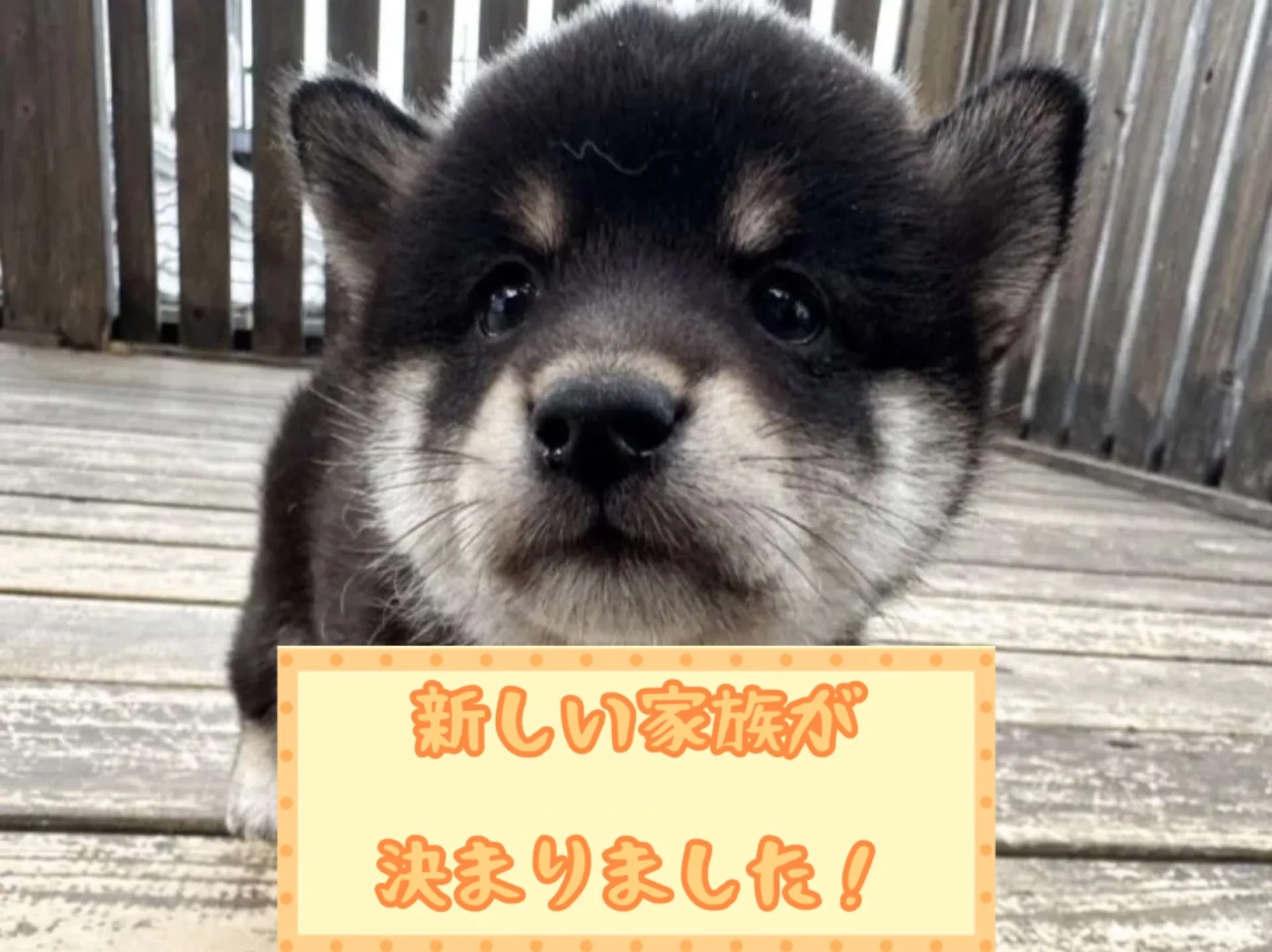 豆柴
