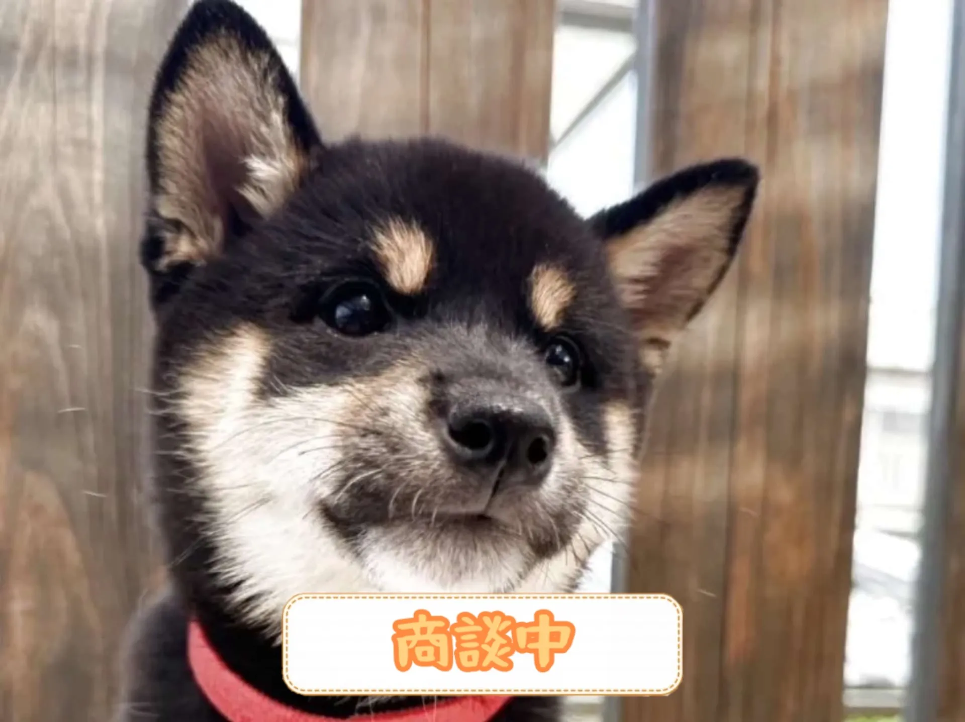 柴犬
